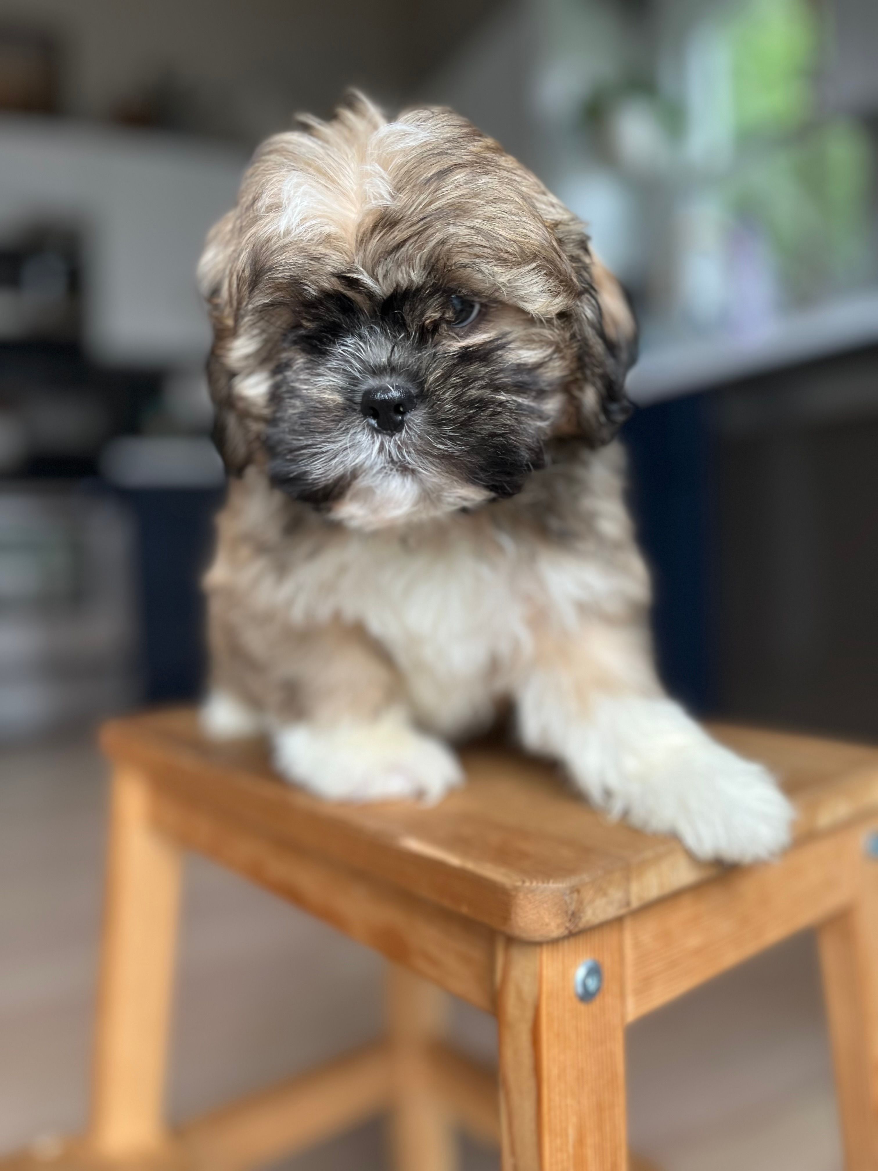 Pepper – Shichon puppy for sale in Barrington, IL