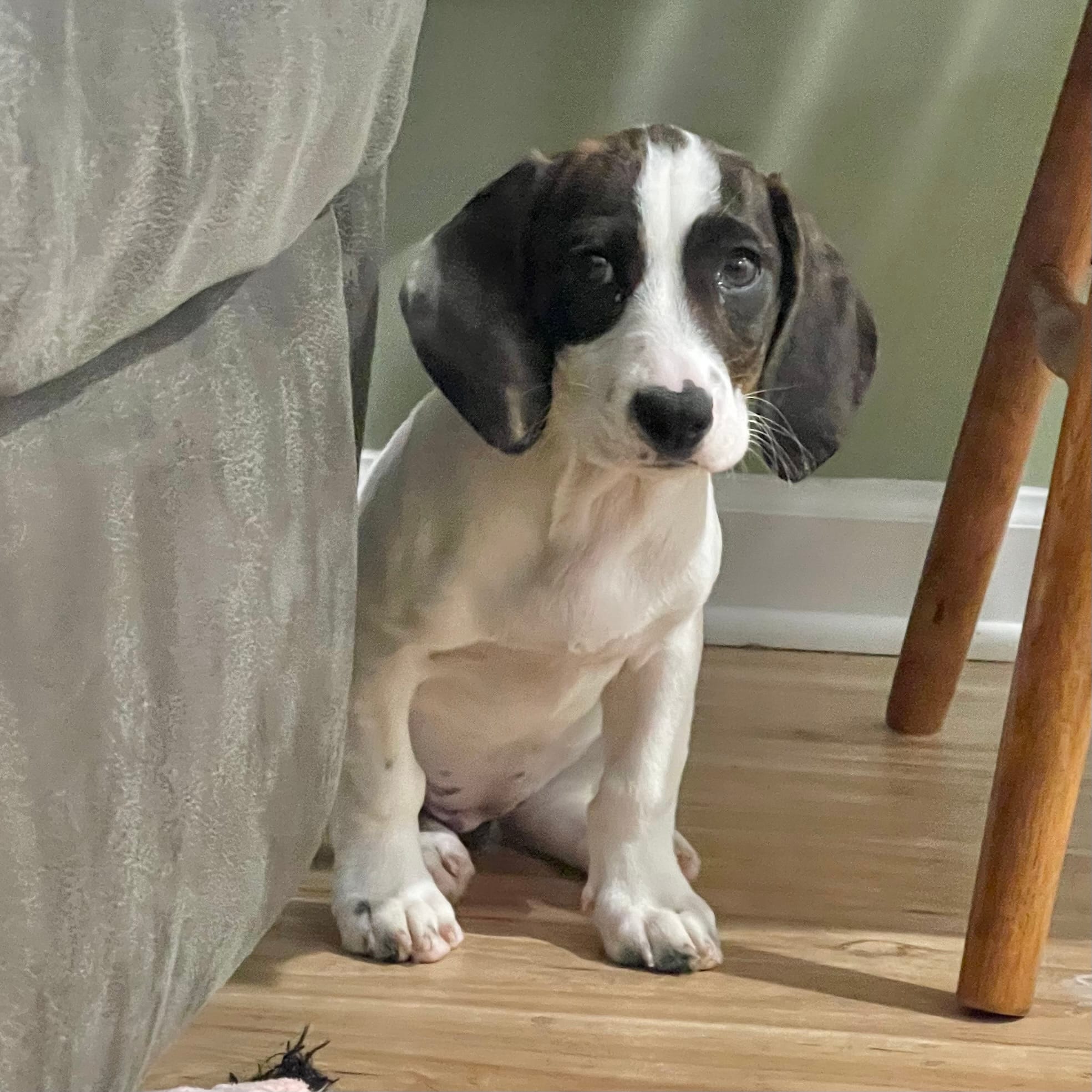 Tilly – Basset Hound, Beagle puppy for sale in York, PA