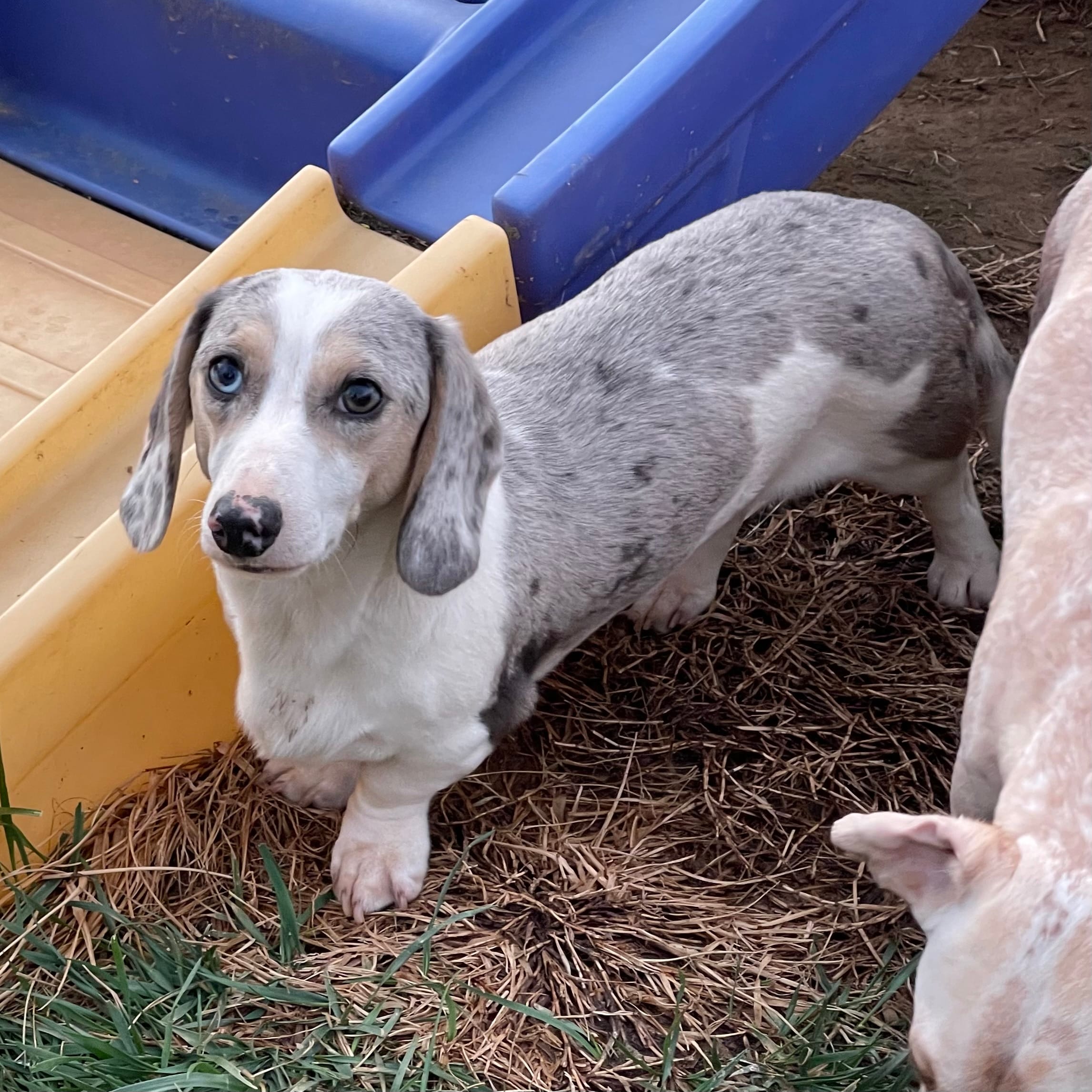 Tubbs – Miniature Dachshund puppy for sale in York, PA