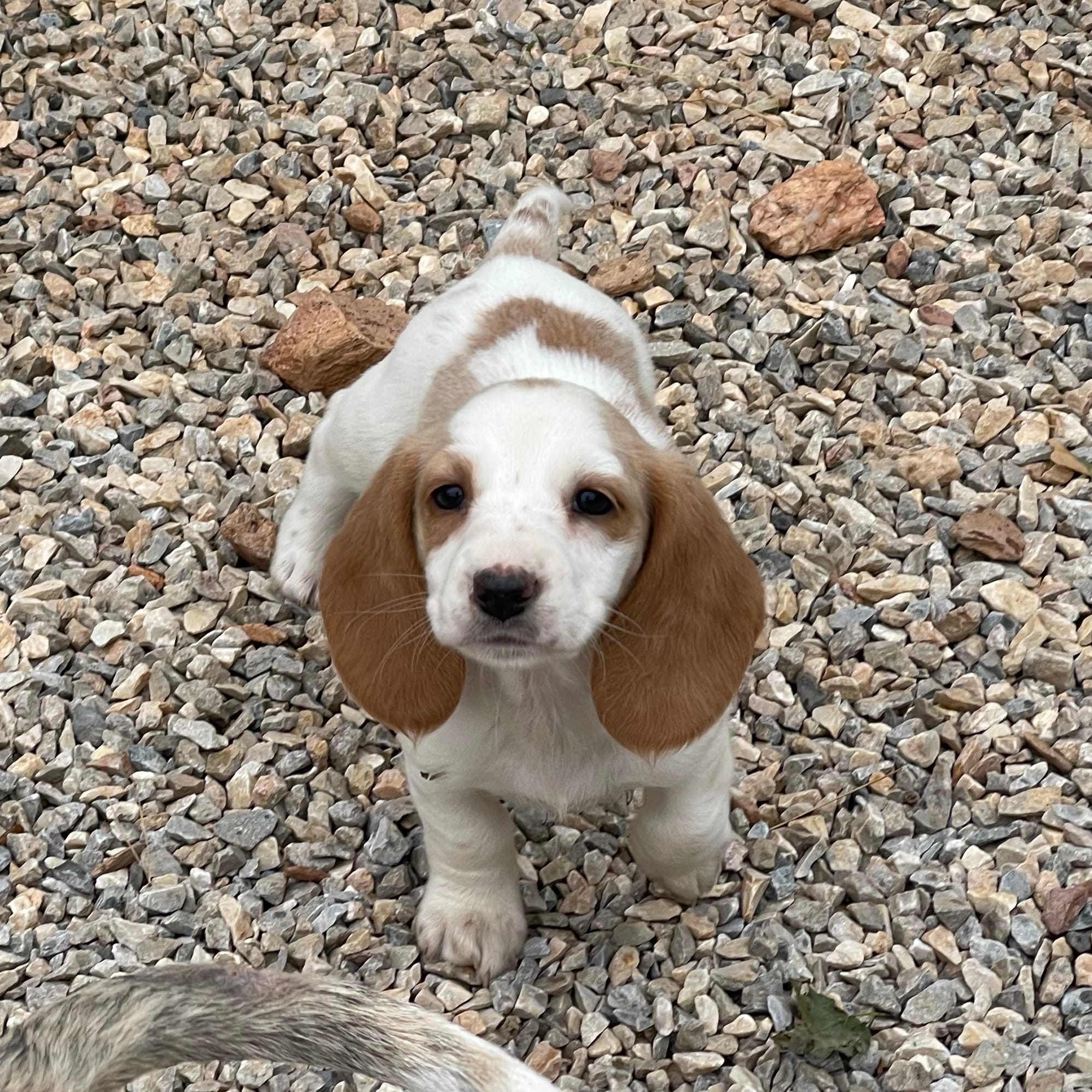Posy – Dachshund puppy for sale in York, PA
