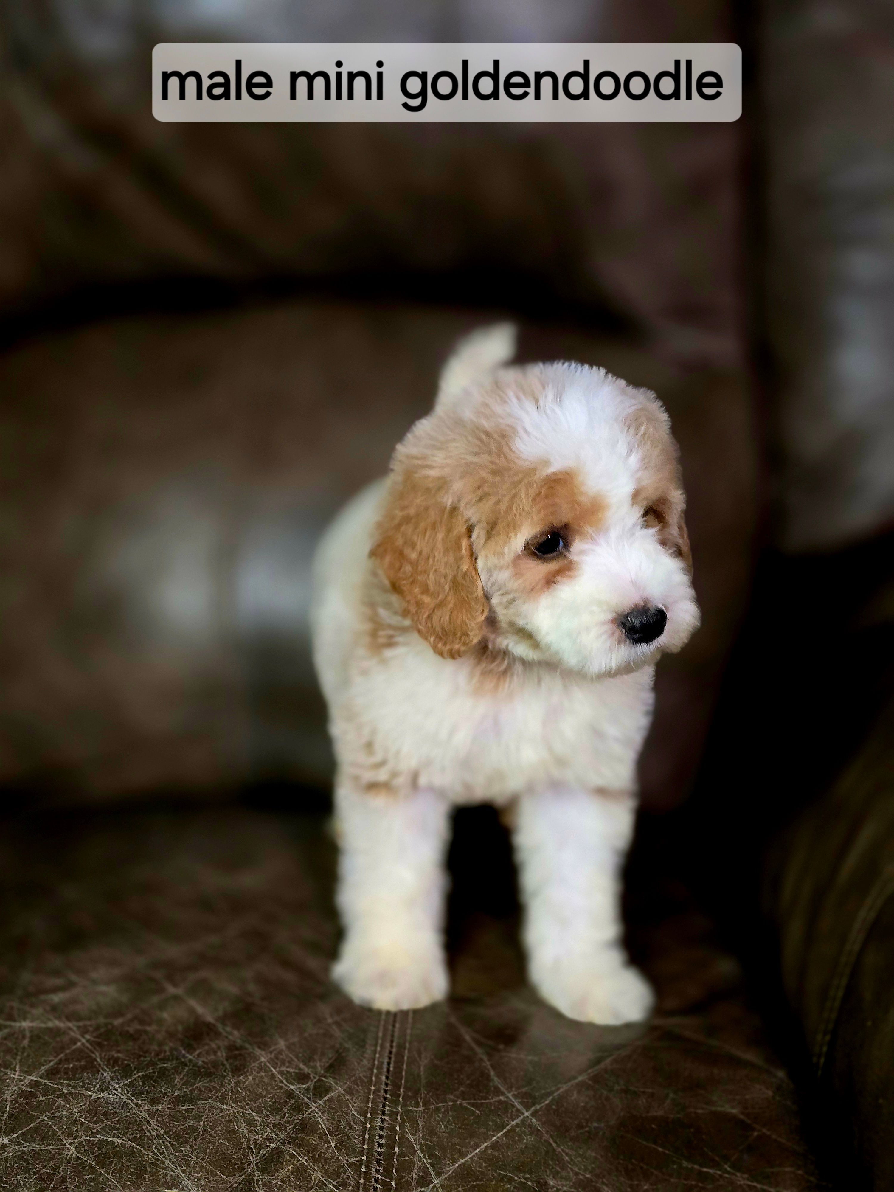Copper  – Miniature Goldendoodle puppy for sale in Ponchatoula, LA