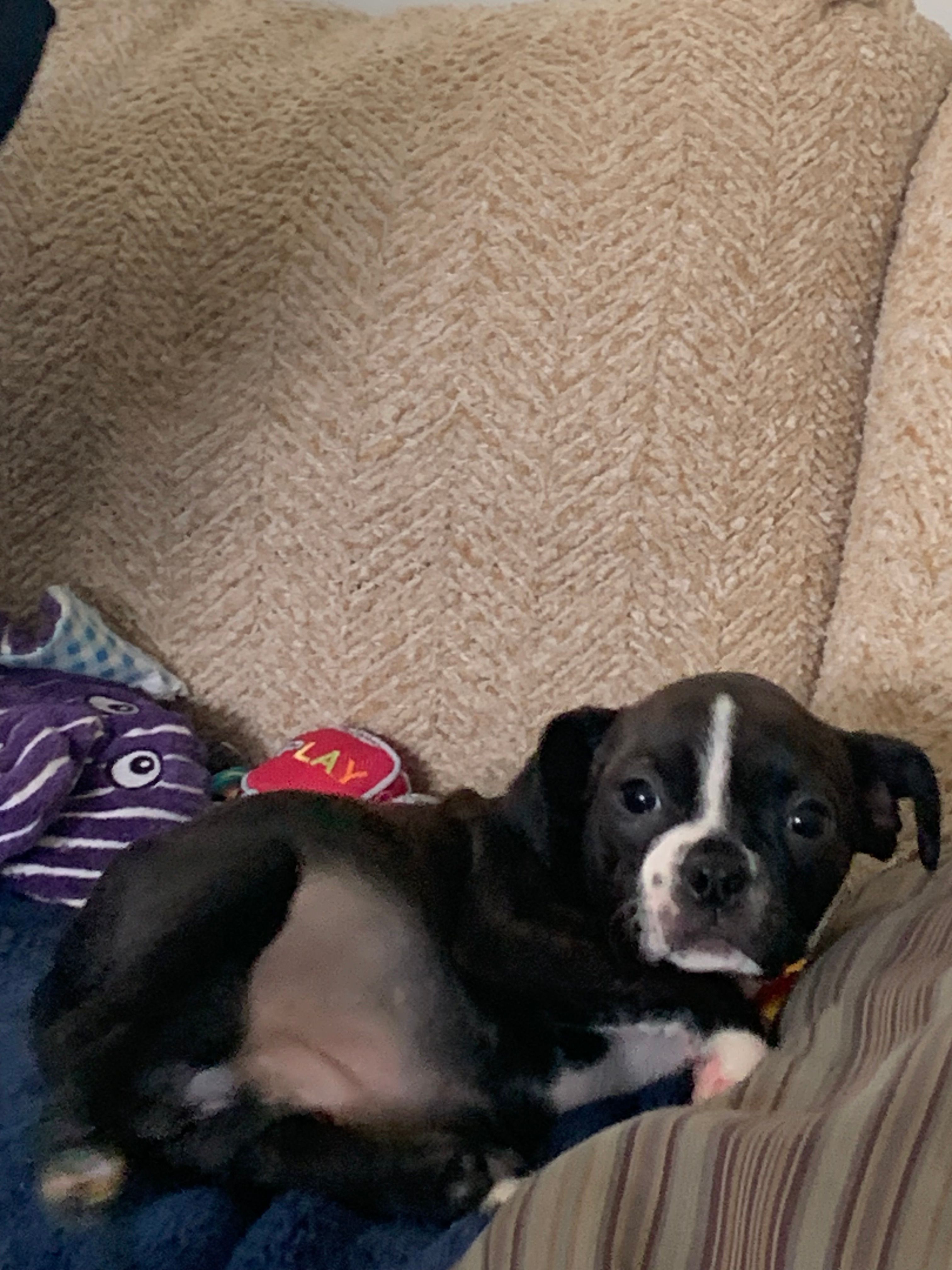 Isles – Boston Terrier puppy for sale in Valparaiso, IN