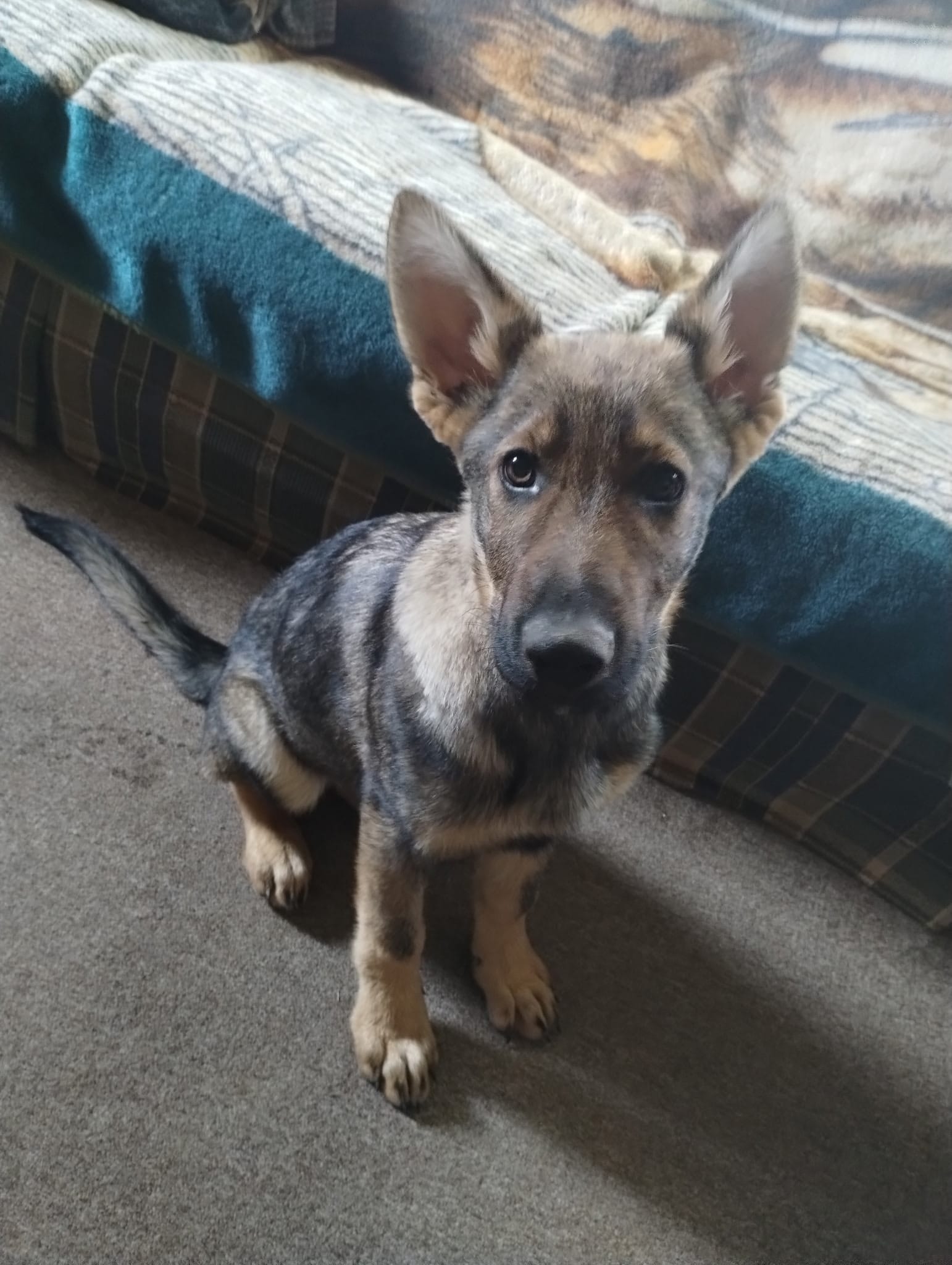 Bill – German Shepherd Dog puppy for sale in Lawrenceburg, KY