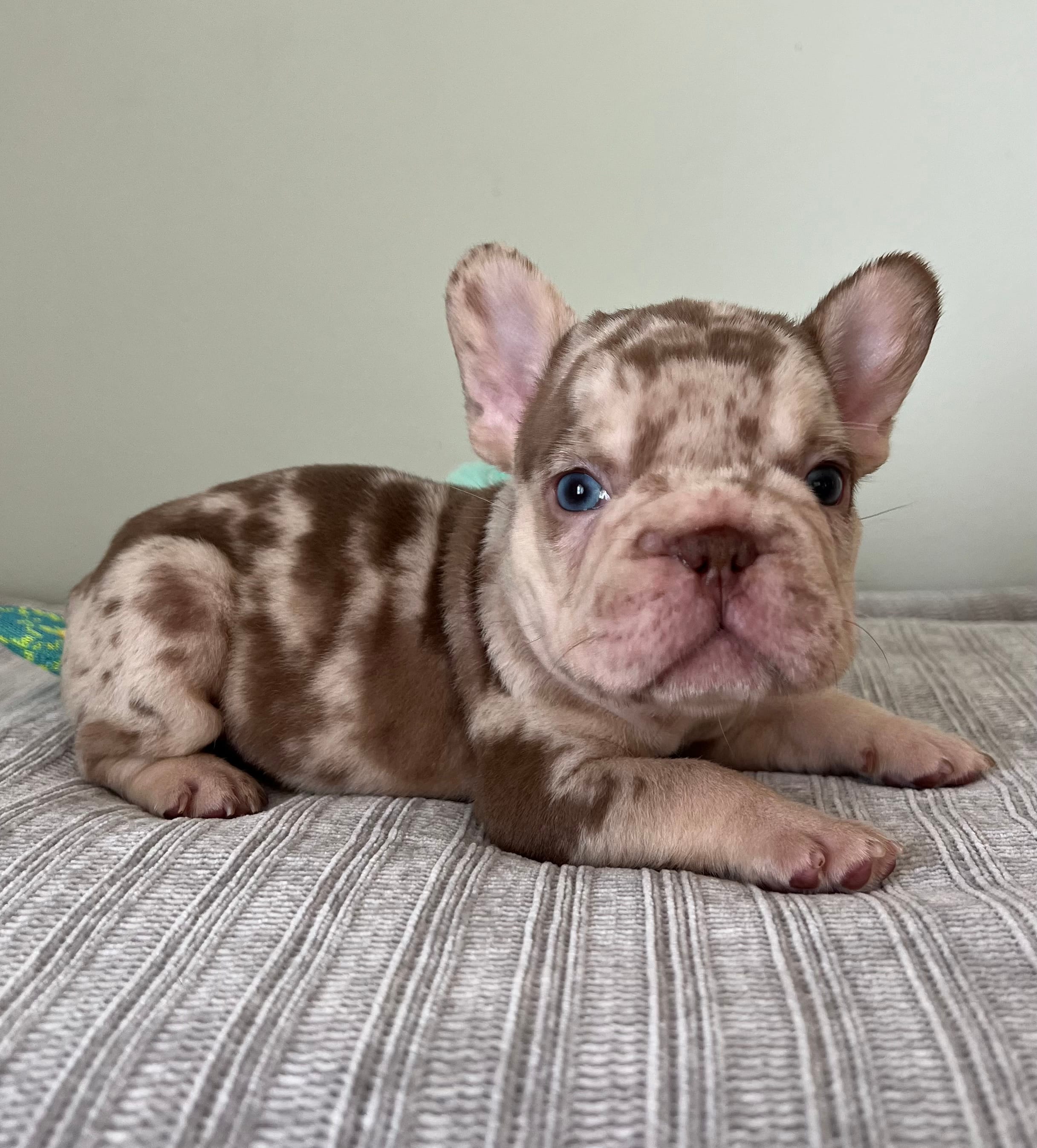 Archie – French Bulldog puppy for sale in West Palm Beach, FL
