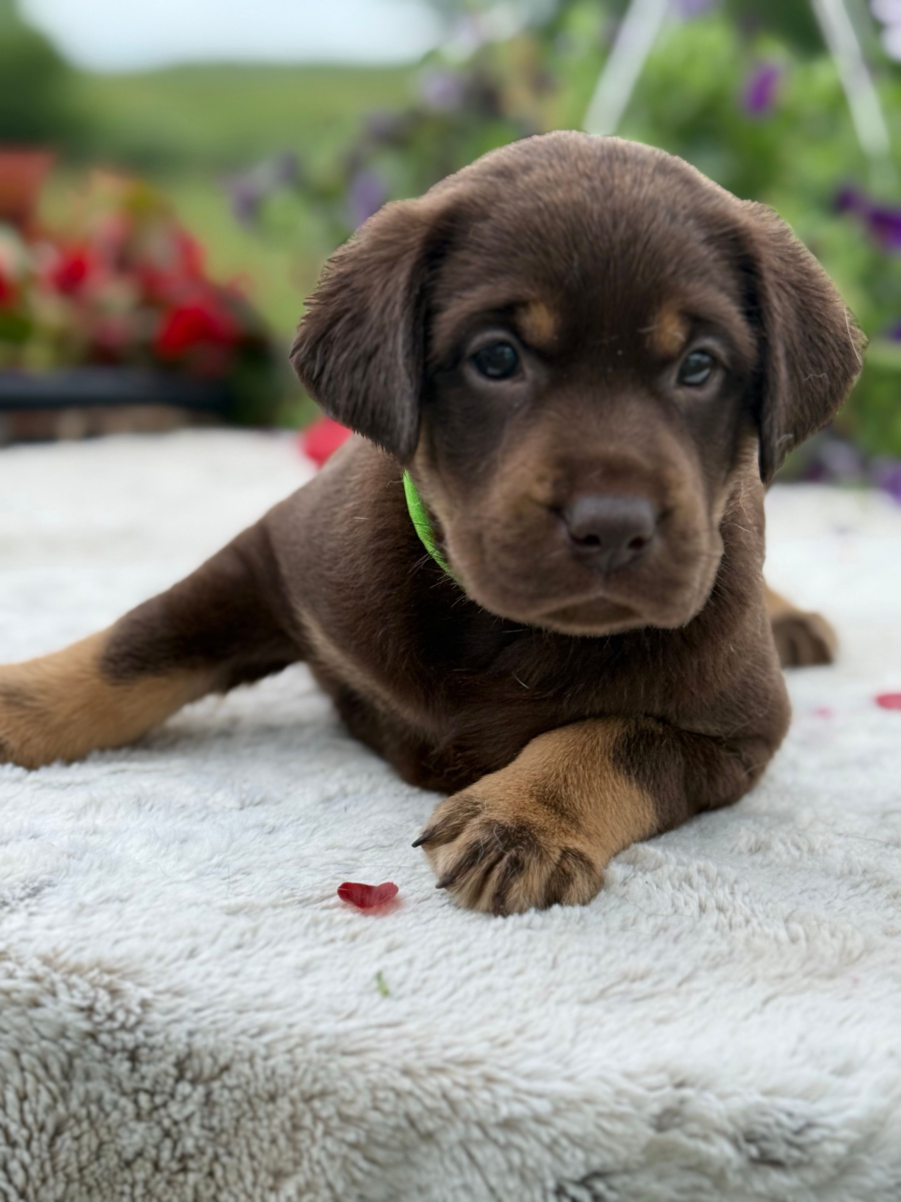 Neon Mismark Female – Labrador Retriever puppy for sale in Jerico Springs, MO