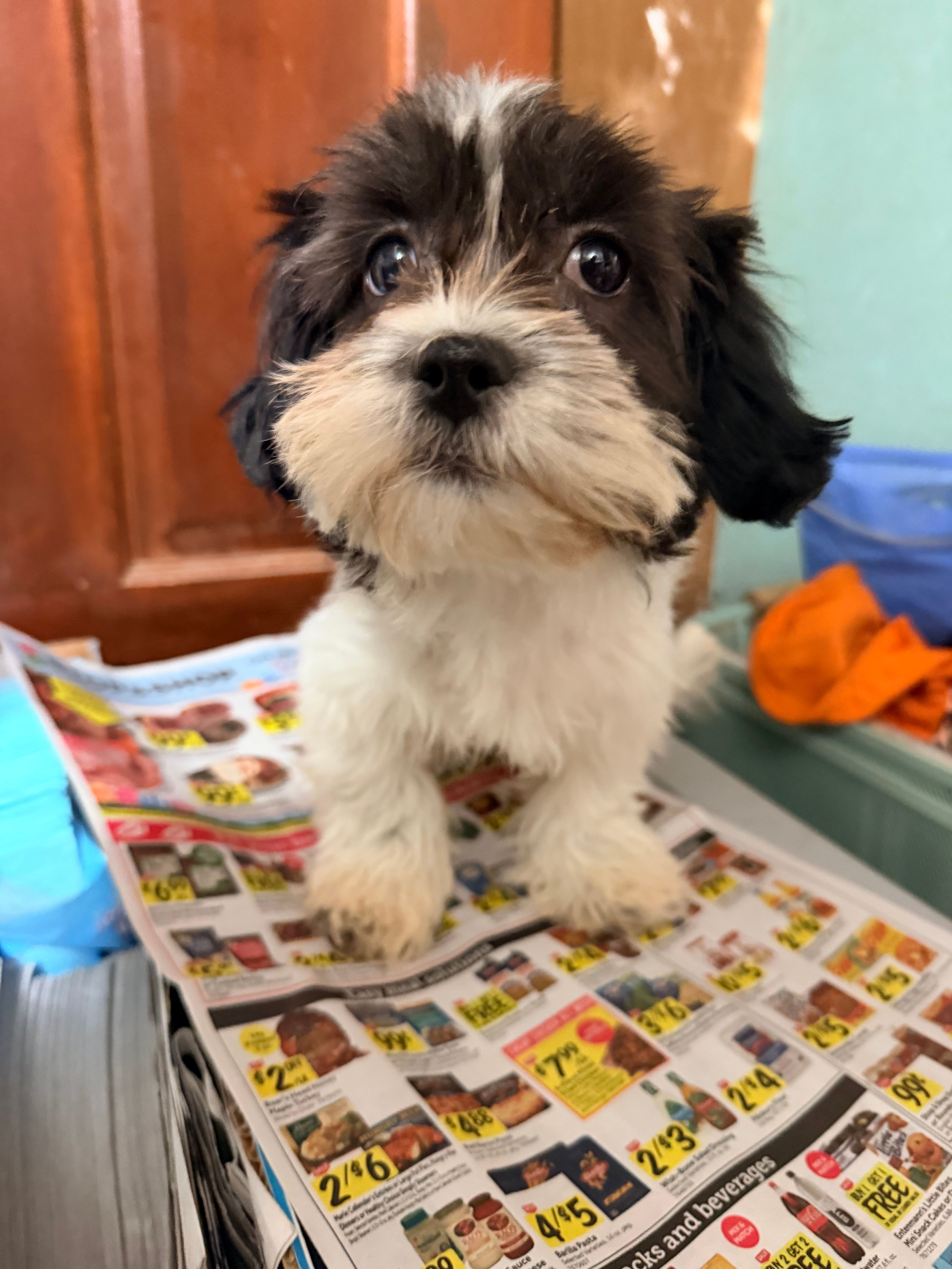 Teddy bear  – Shihpoo puppy for sale in Queens, NY