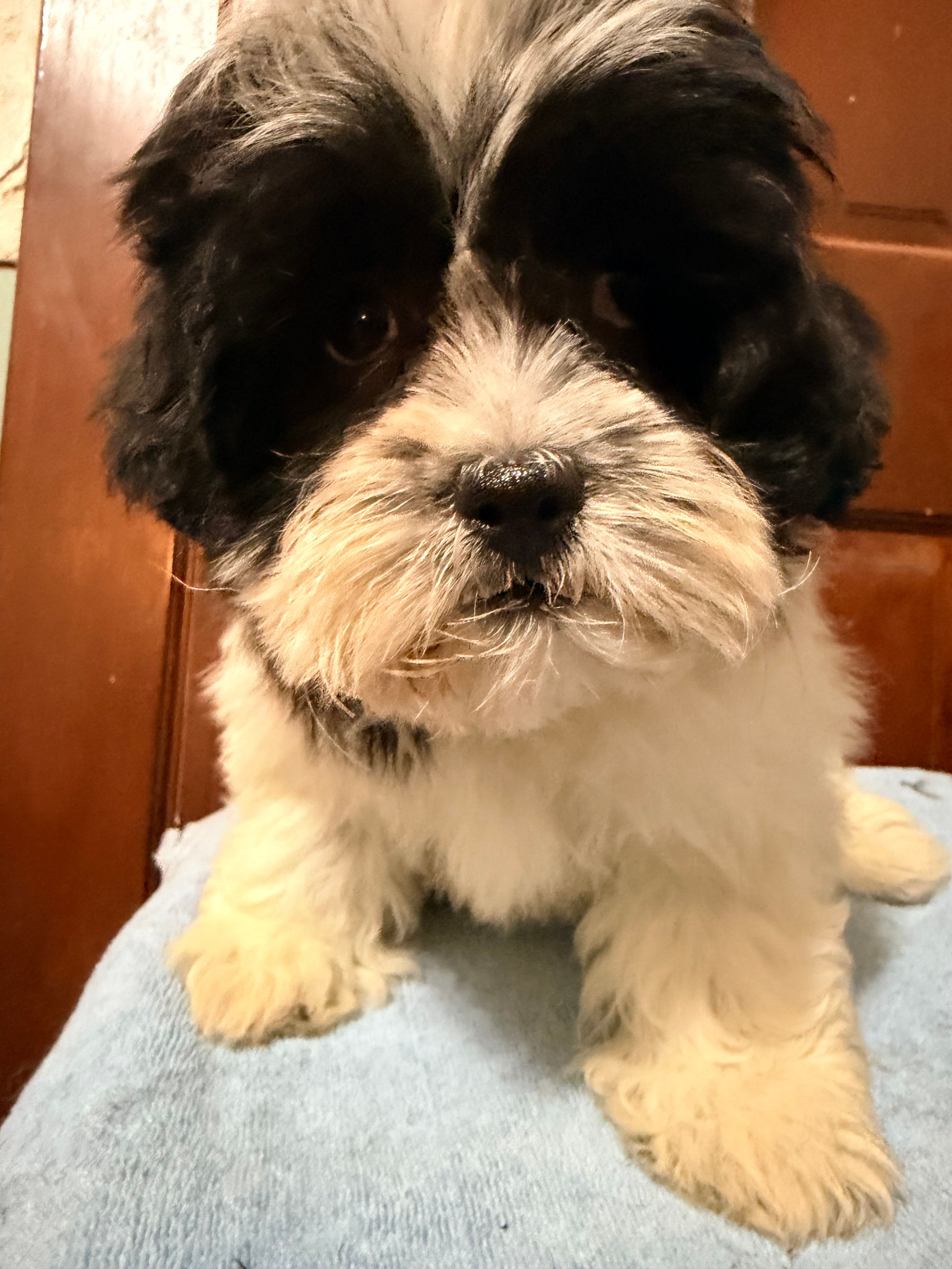 Teddy bear  – Shihpoo puppy for sale in Queens, NY
