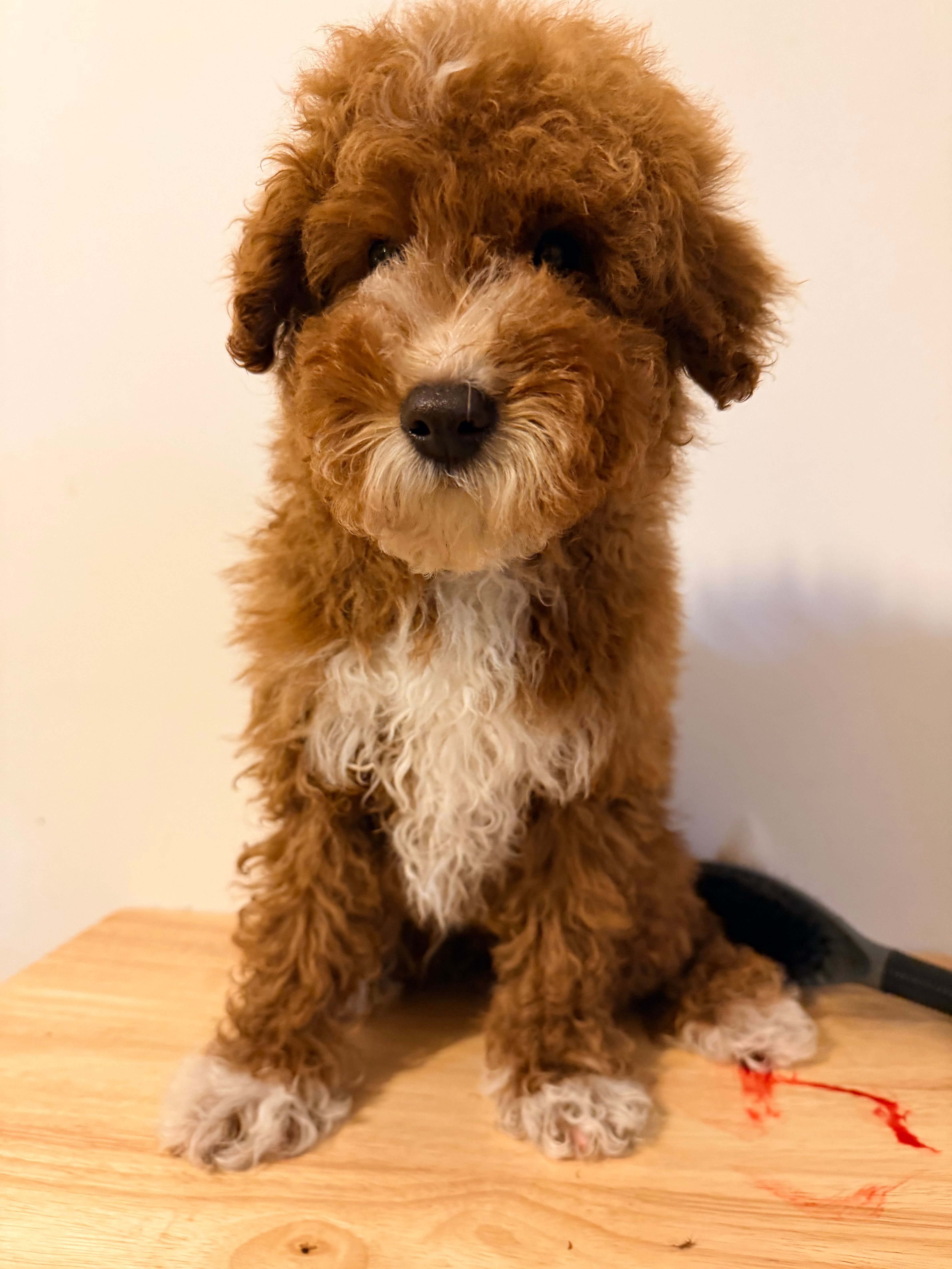 Cafe  – Miniature Goldendoodle puppy for sale in Queens, NY