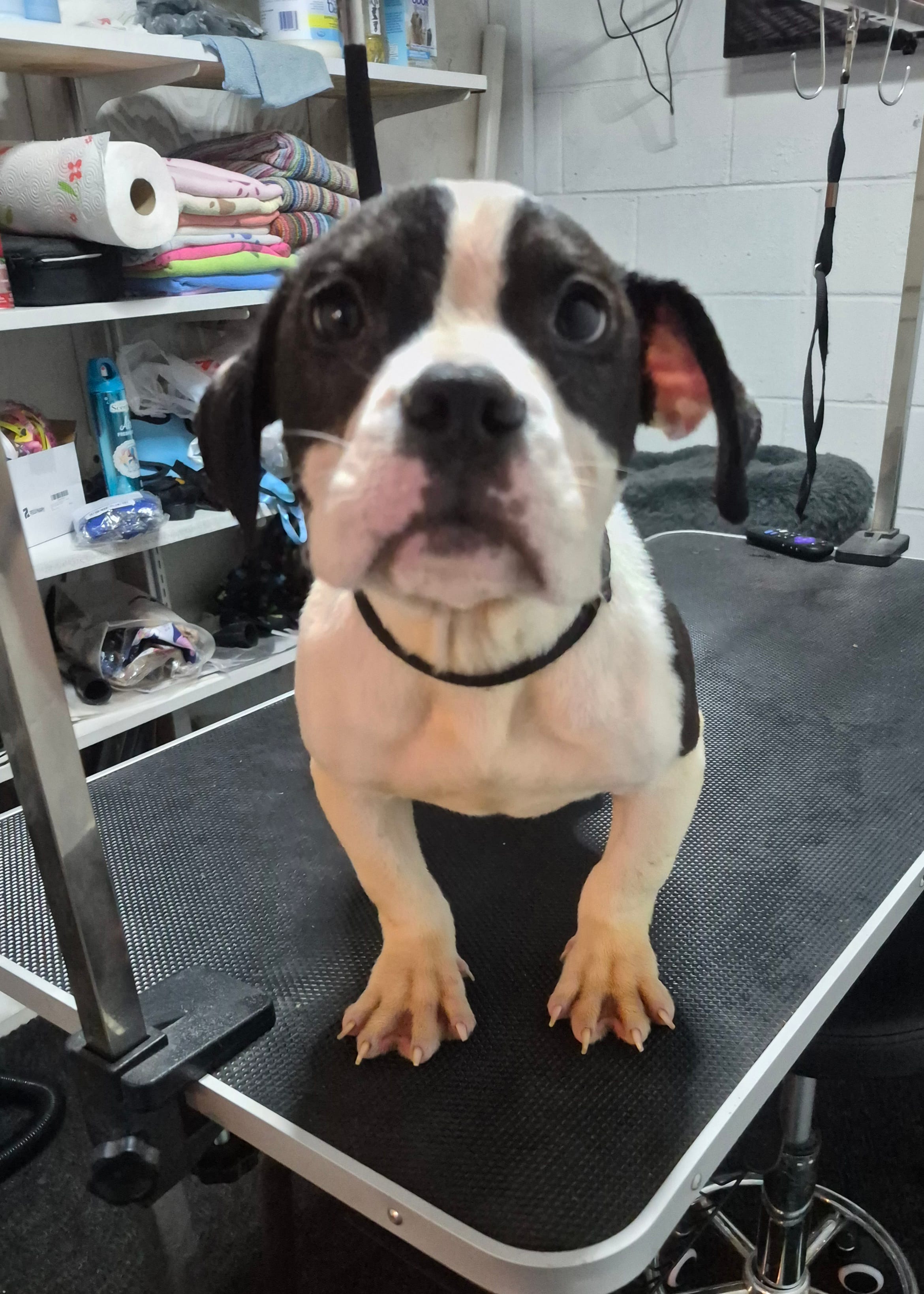 Boss hog – American Bully puppy for sale in South Bend, IN