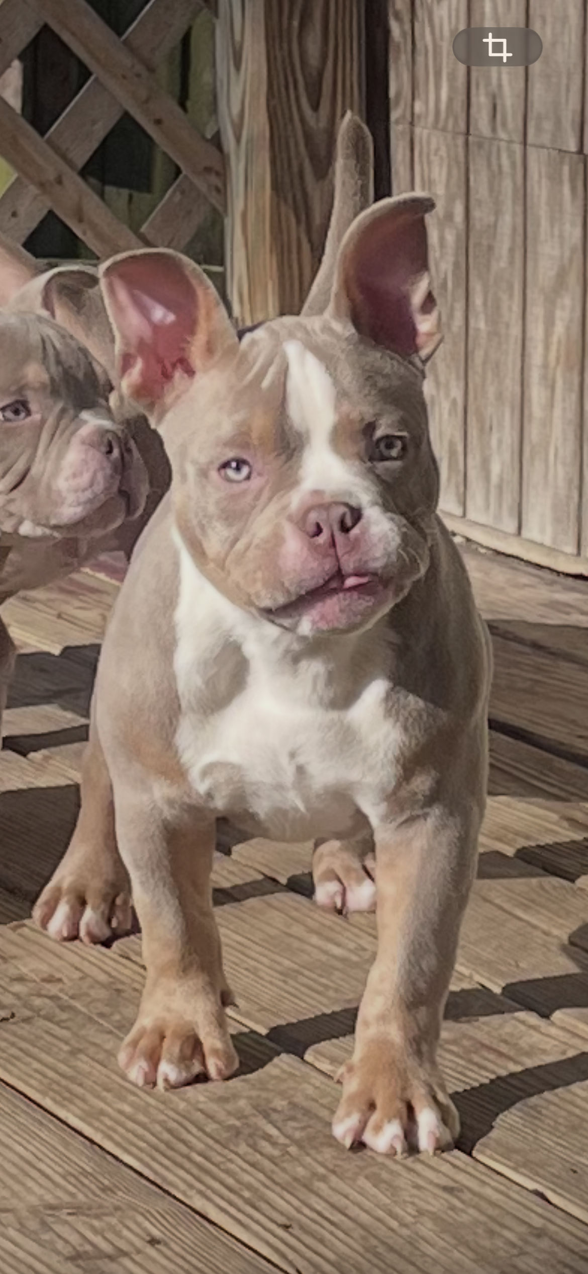 “Blue” – American Bully puppy for sale in Toledo, OH