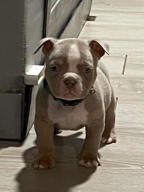 “Blue” – American Bully puppy for sale in Toledo, OH