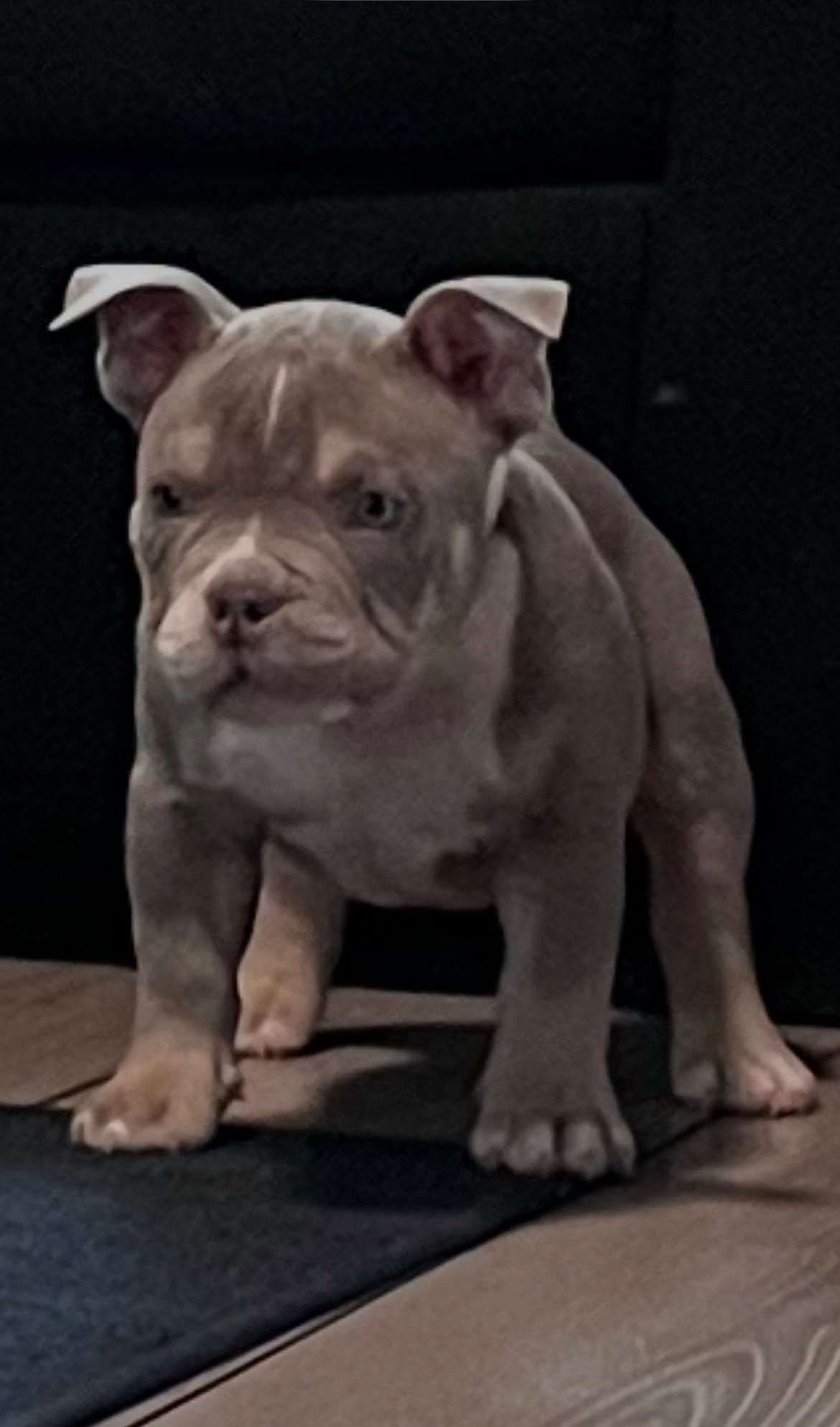 “Blue” – American Bully puppy for sale in Toledo, OH