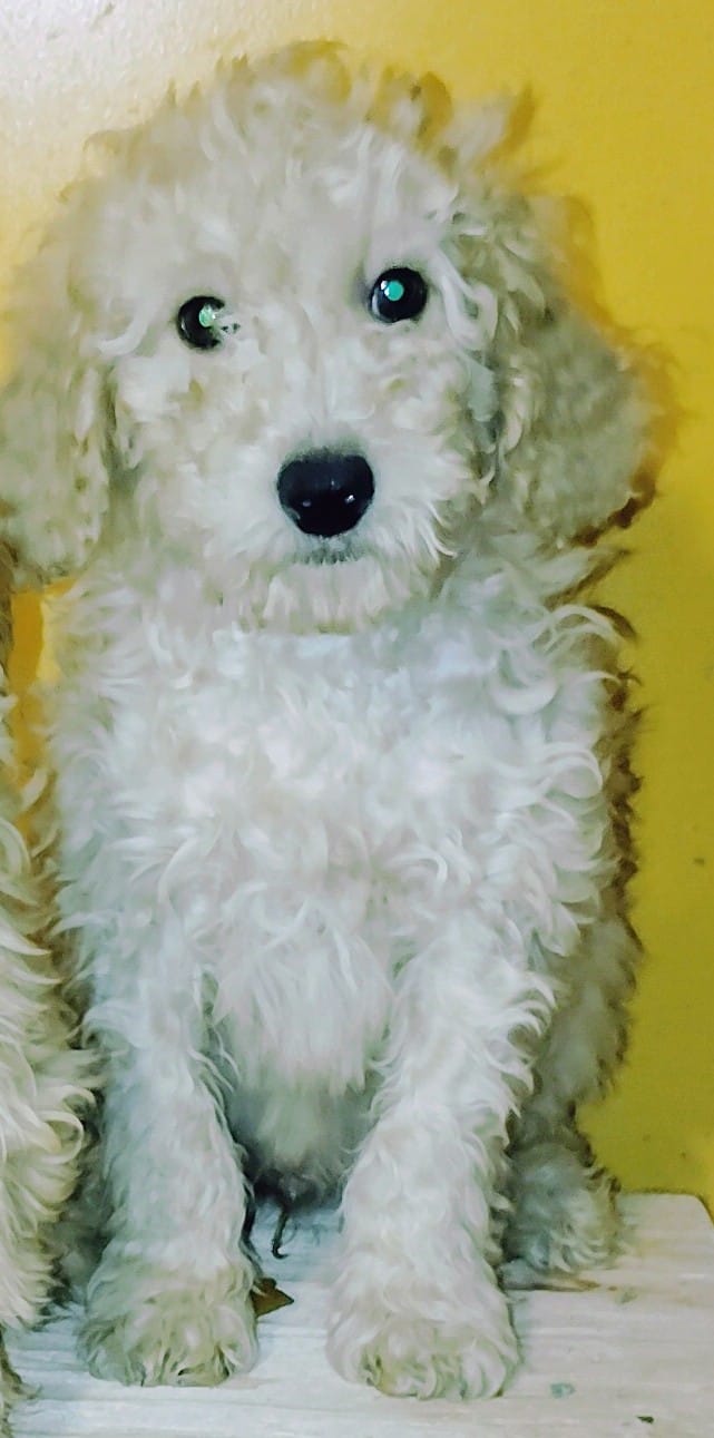 Prince – Miniature Goldendoodle puppy for sale in Hinckley, MN