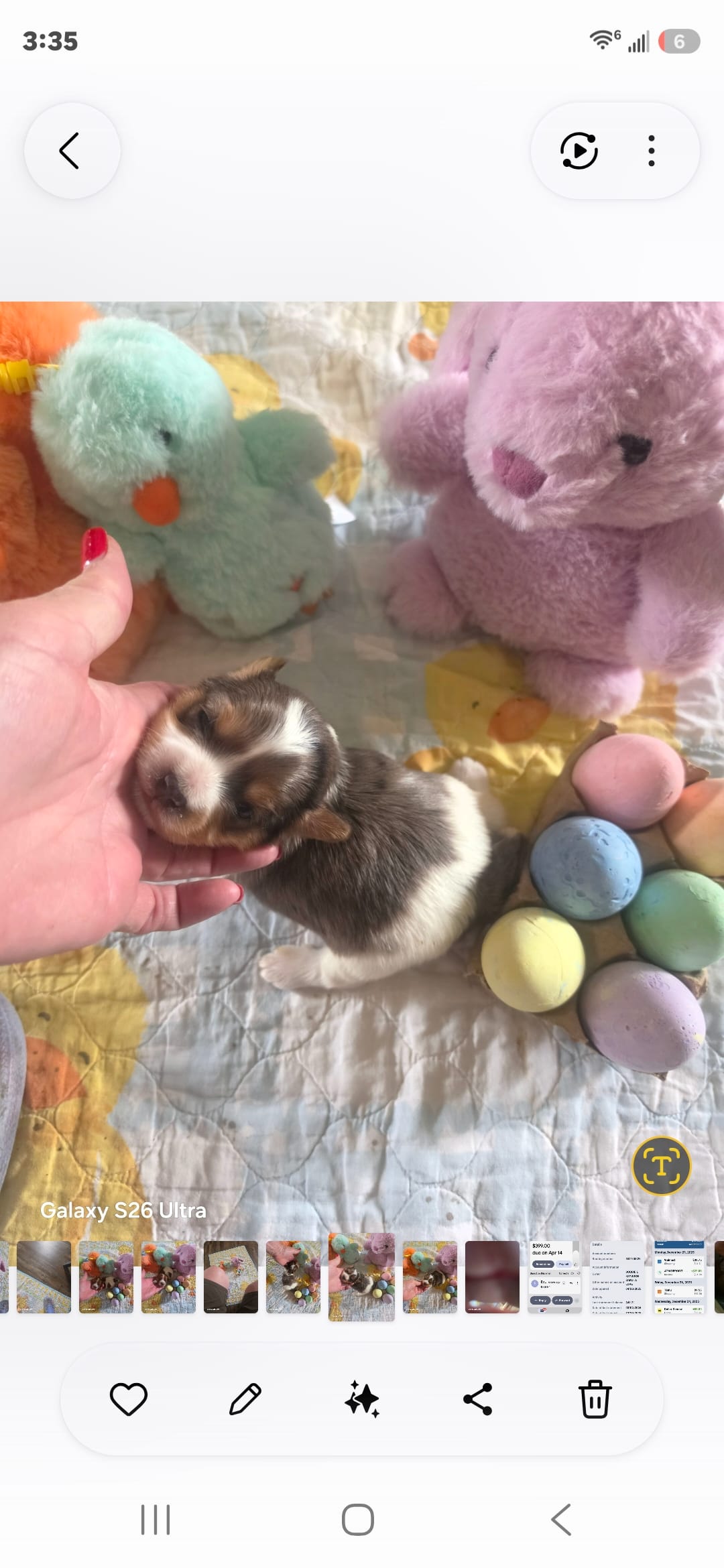 Samuel – Yorkshire Terrier puppy for sale in Wichita, KS