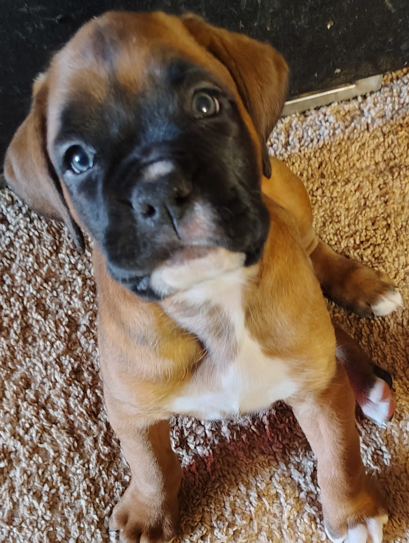 Sweetheart  – Boxer puppy for sale in Fountain Inn, SC