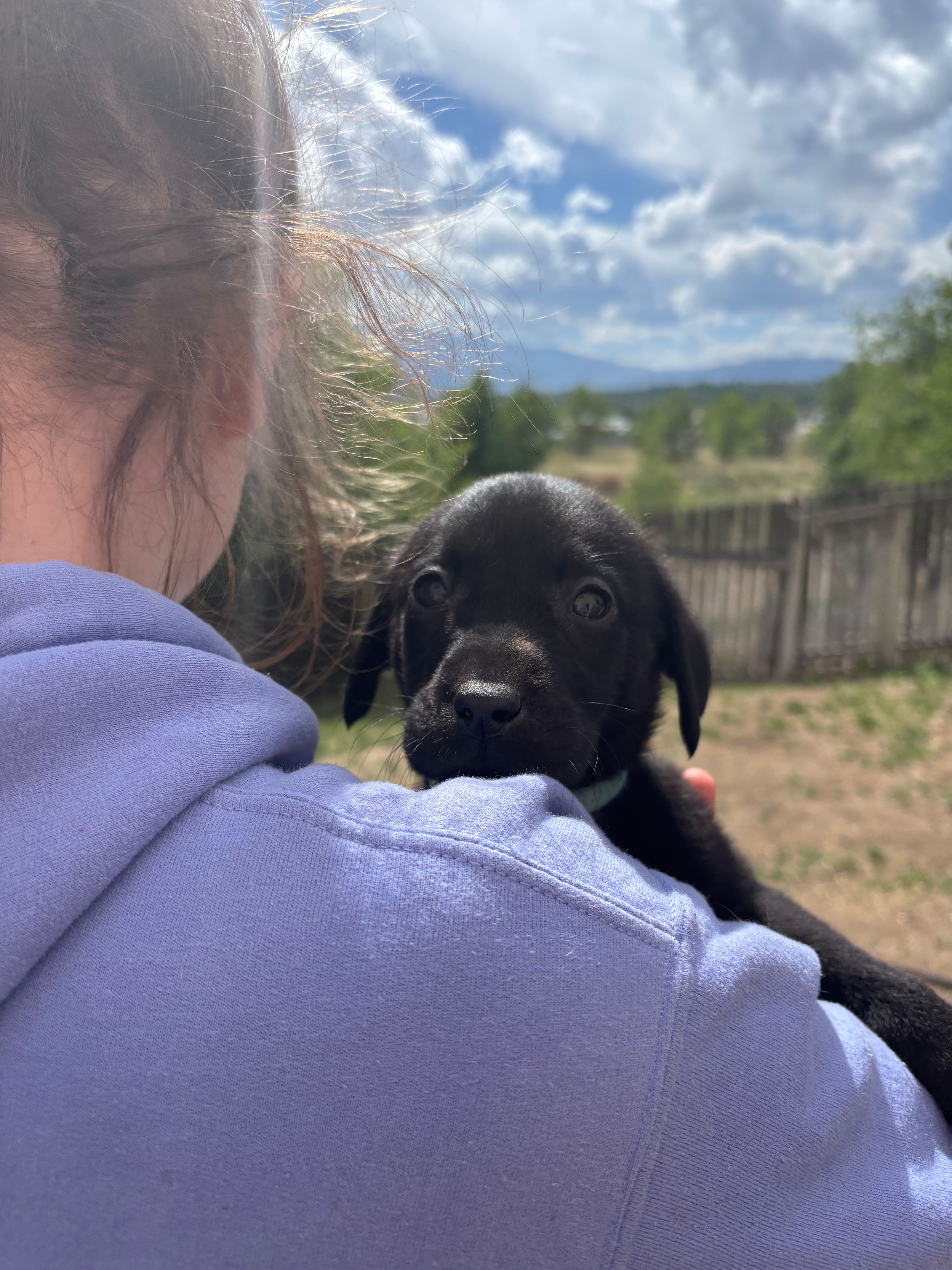 Helium – Labrador Retriever puppy for sale in Colorado Springs, CO