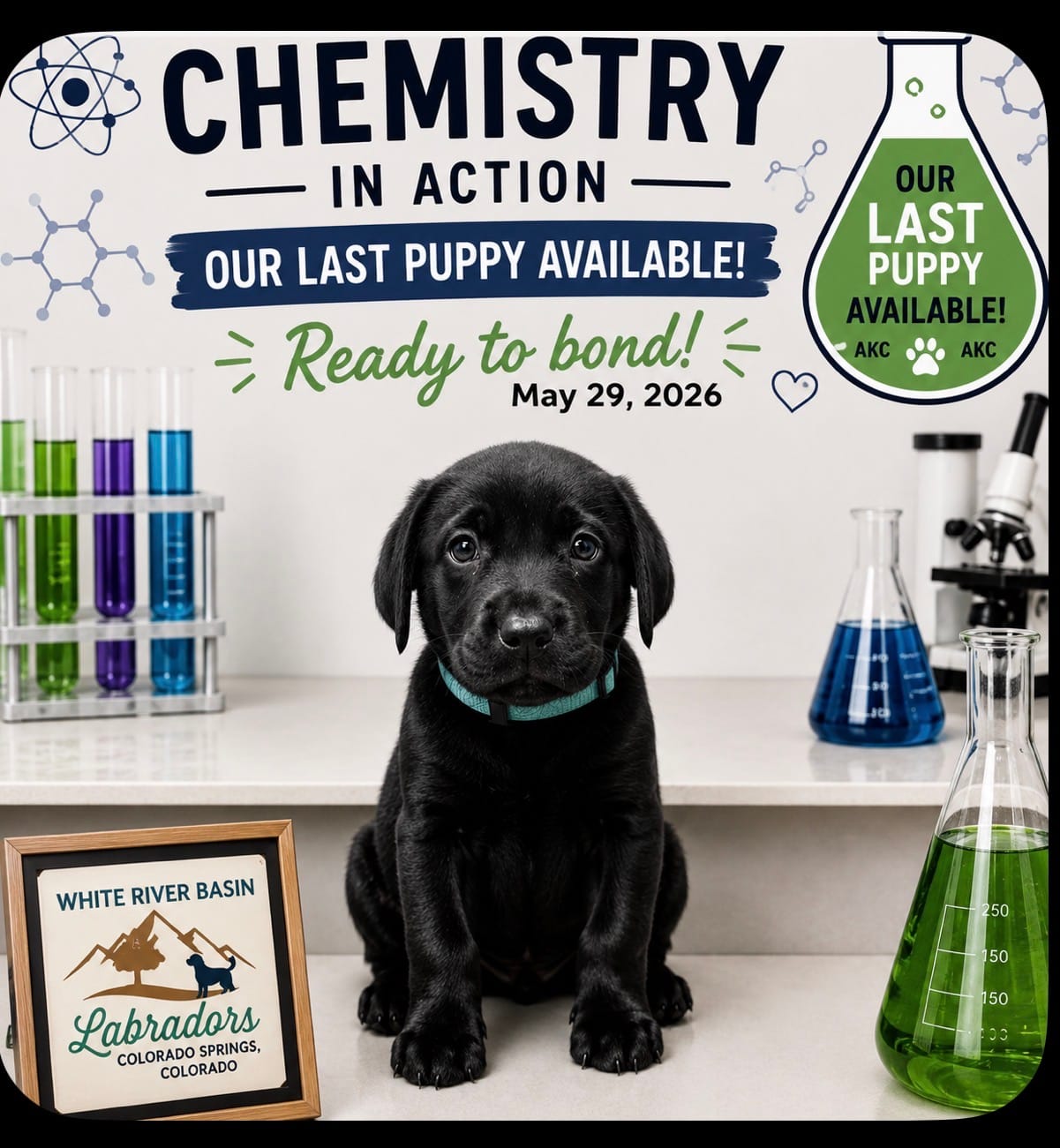 Helium (AKC)  – Labrador Retriever puppy for sale in Colorado Springs, CO
