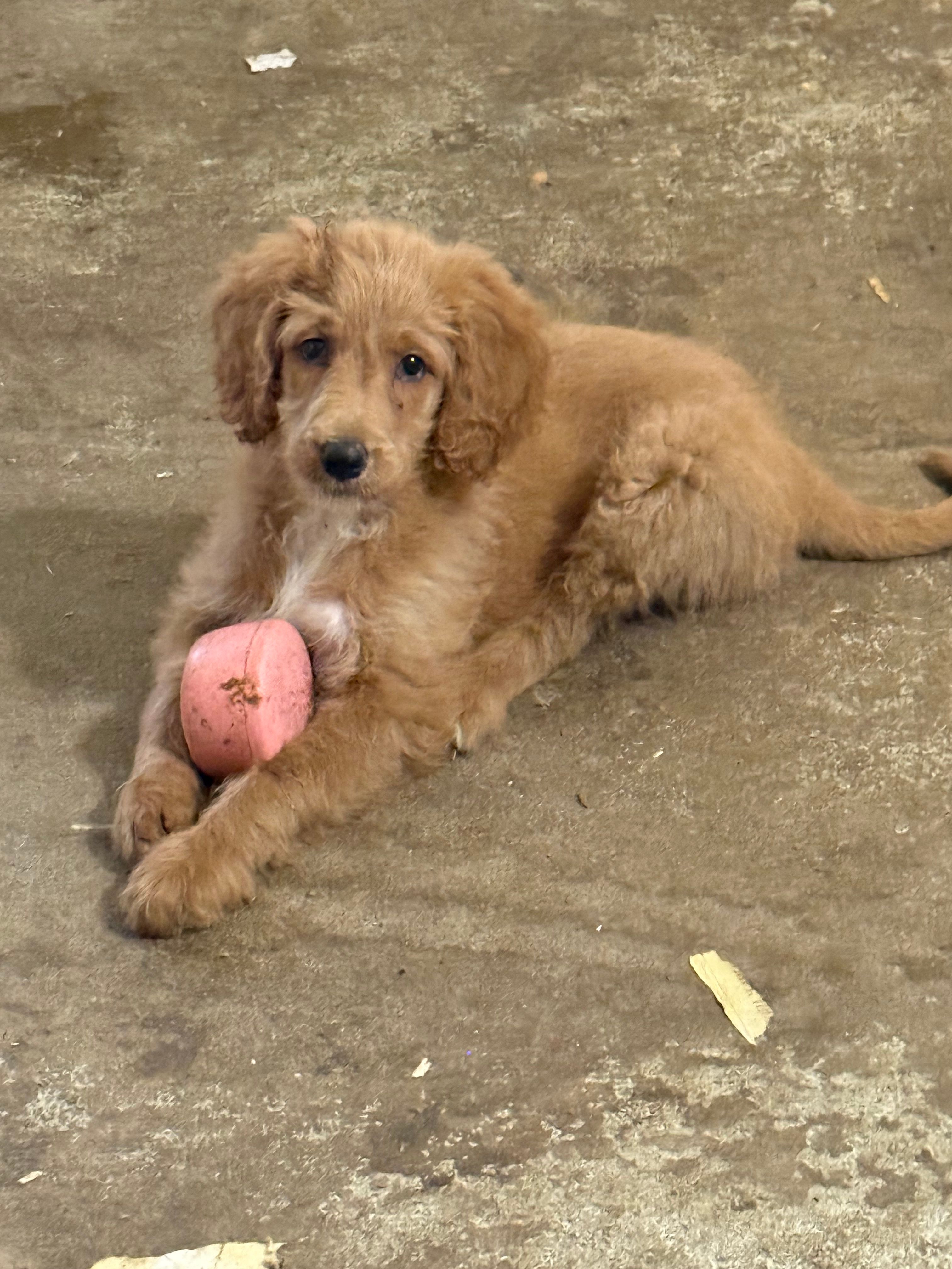 Rosebud  – Labradoodle puppy for sale in Searcy, AR