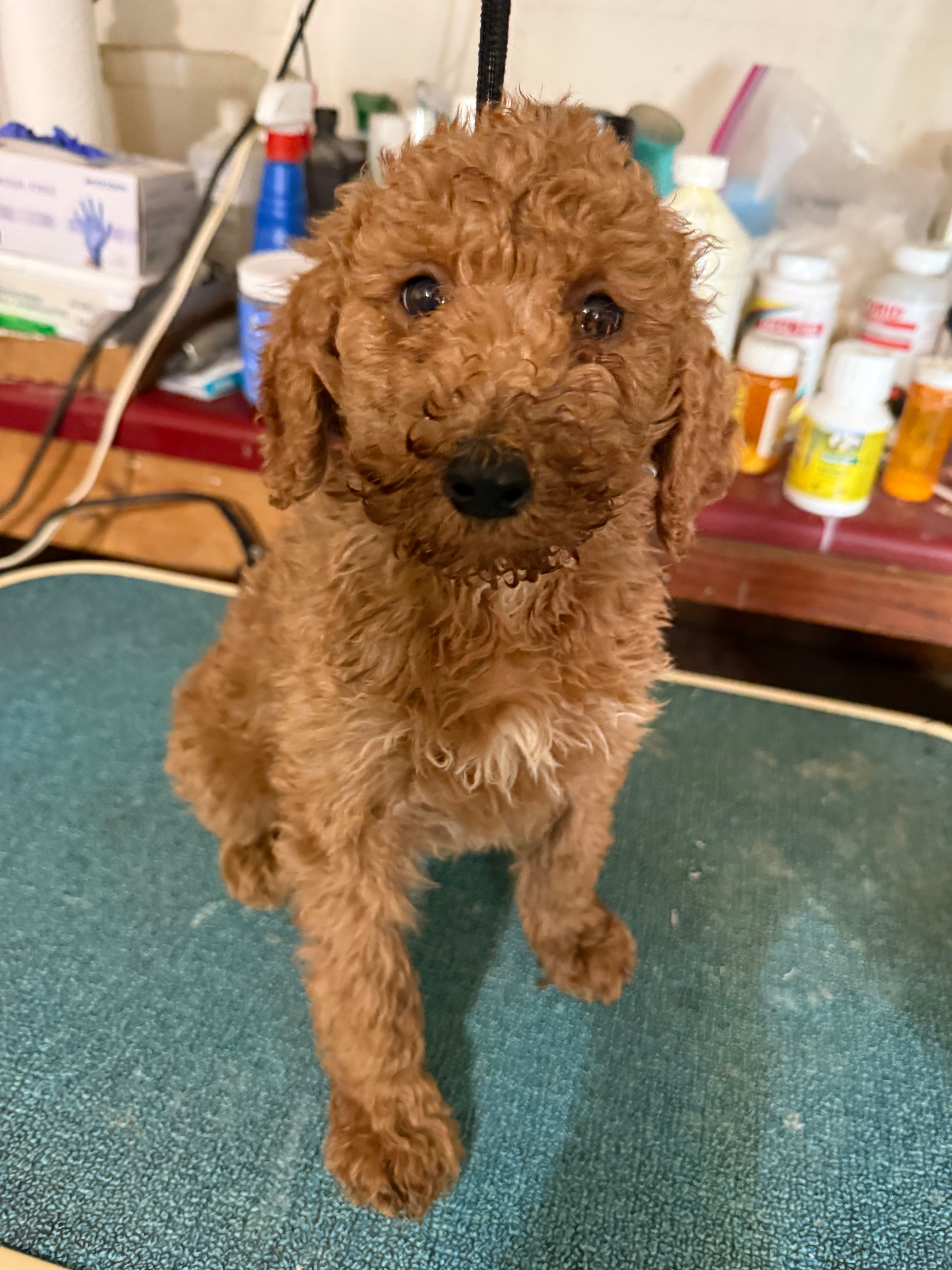 Waggin – Poodle - Standard  puppy for sale in Searcy, AR