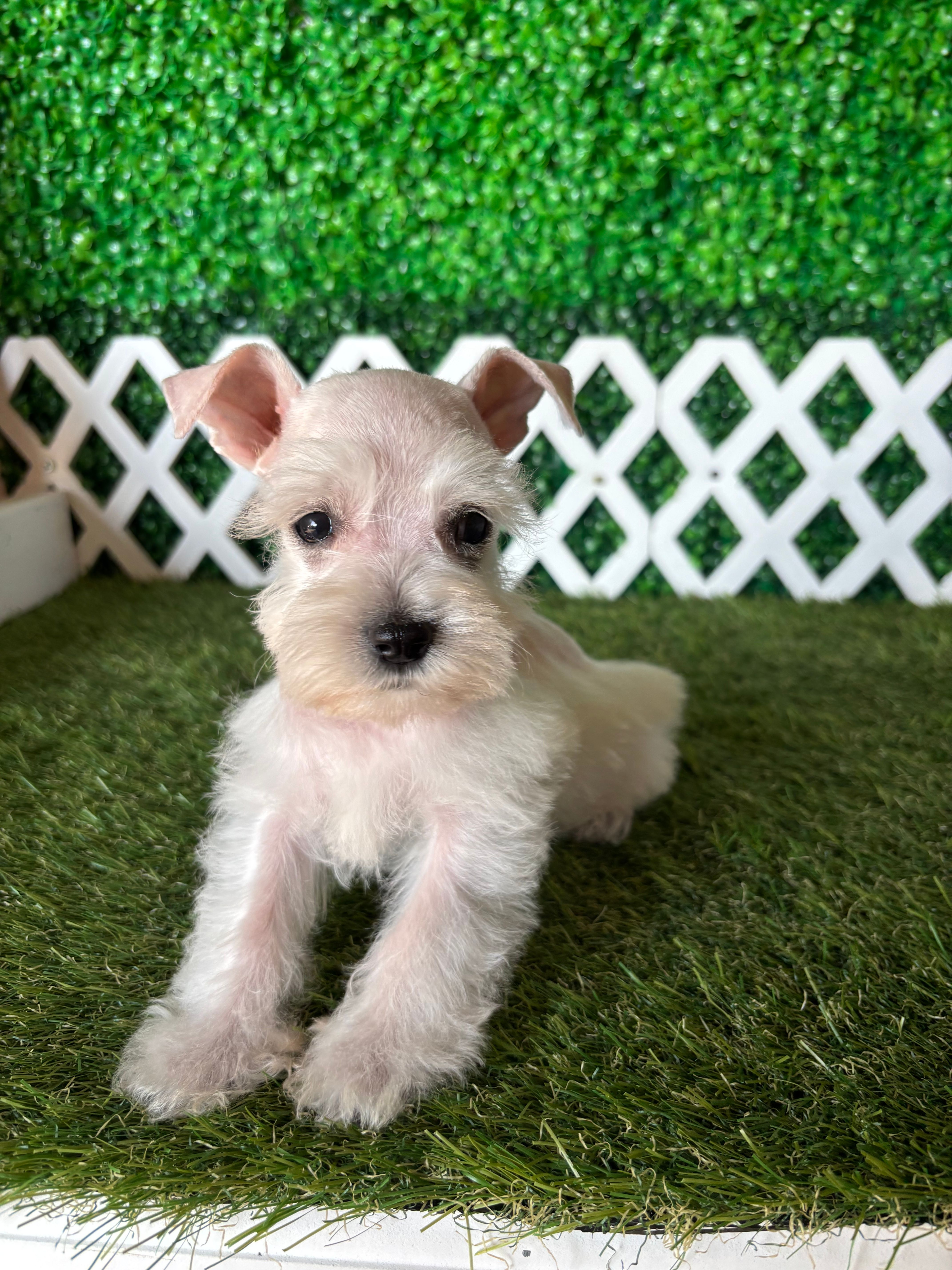 Willow – Miniature Schnauzer puppy for sale in West Covina, CA