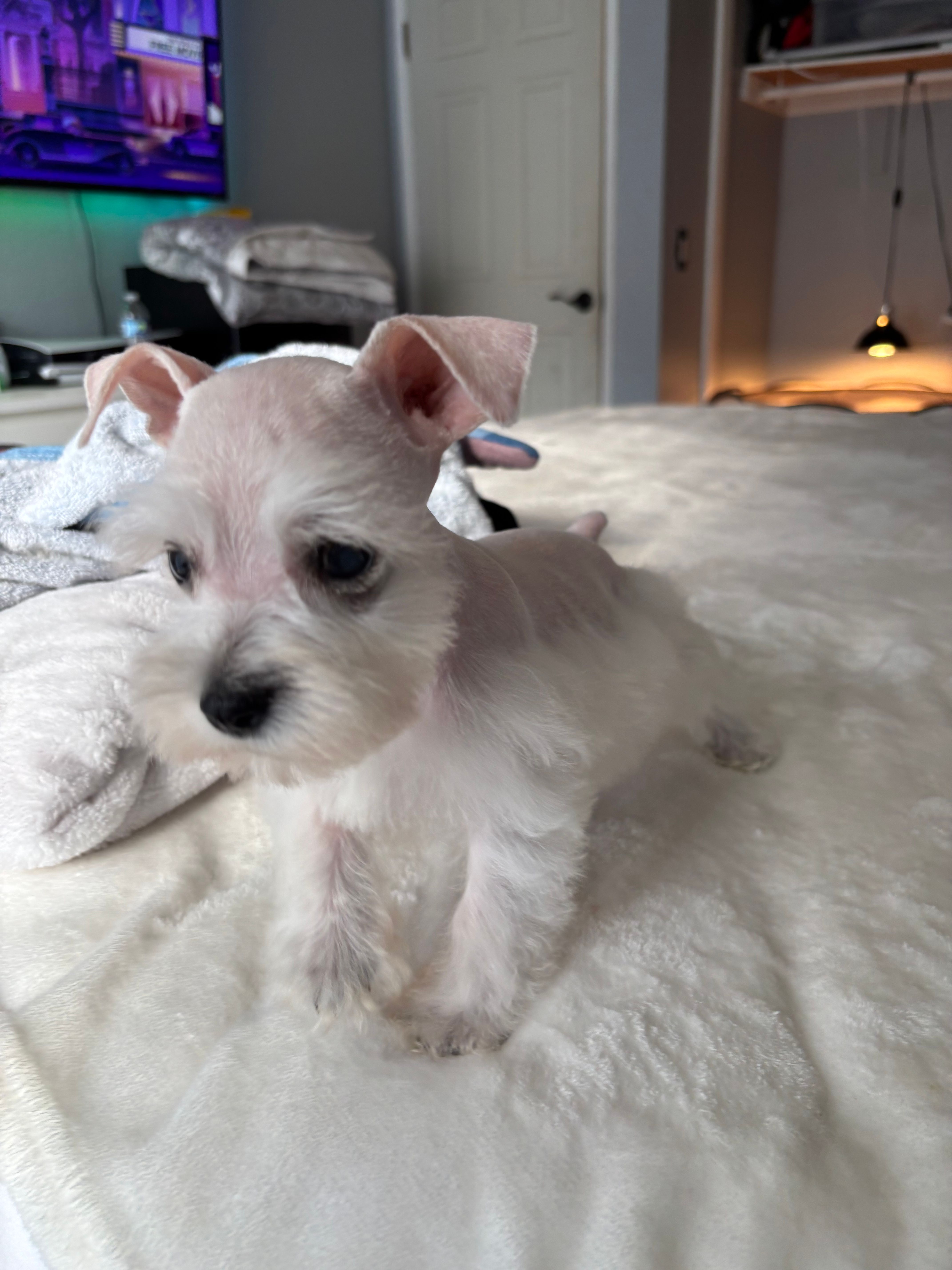 Willow – Miniature Schnauzer puppy for sale in West Covina, CA
