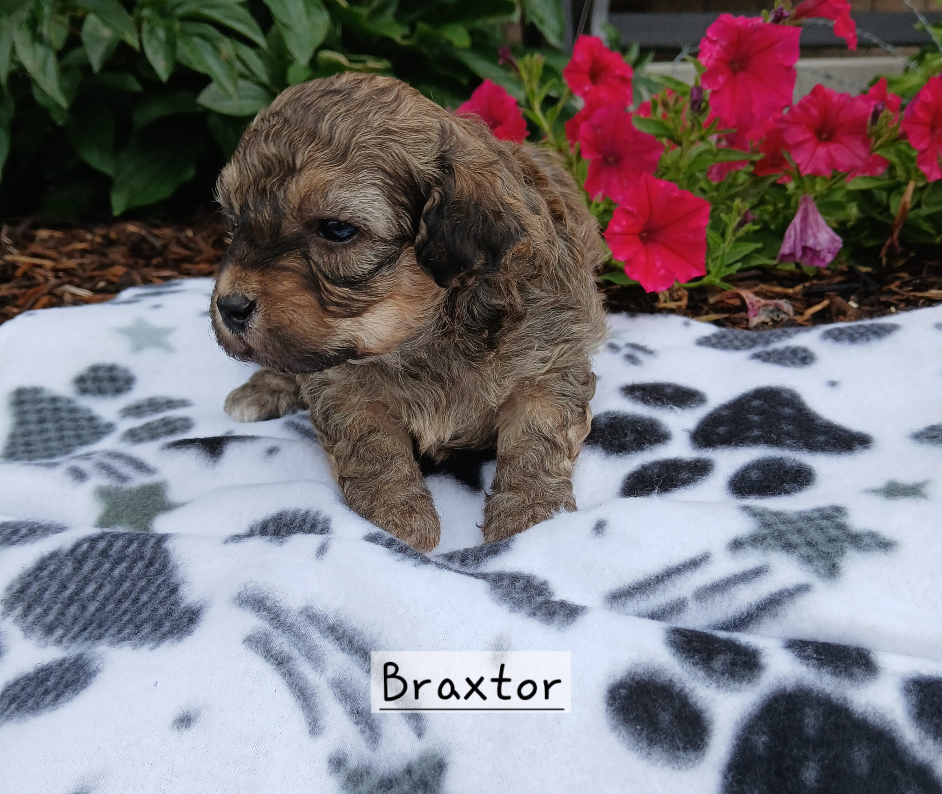 Braxtor  – Maltipoo puppy for sale in Odon, IN