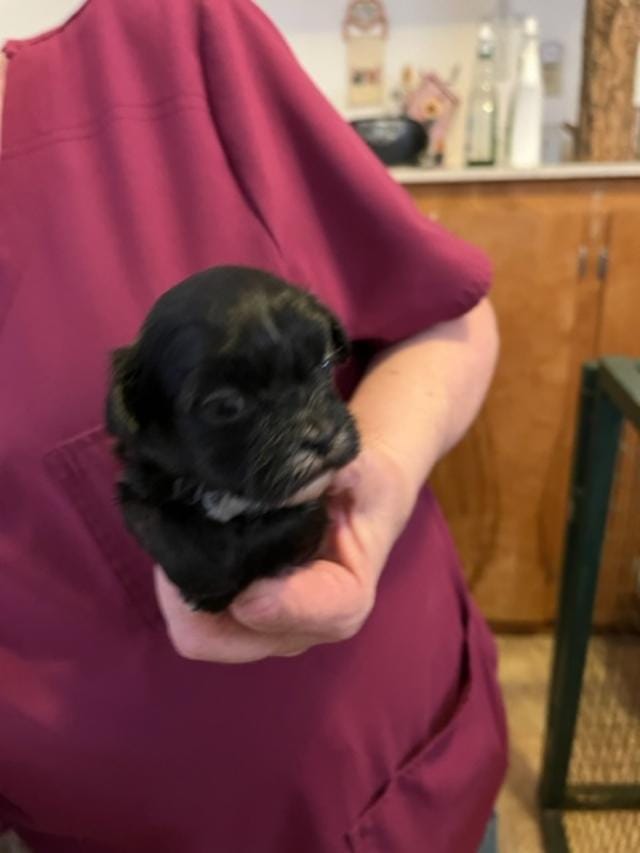 RF 1 – Shihpoo puppy for sale in Rocky Ford, CO