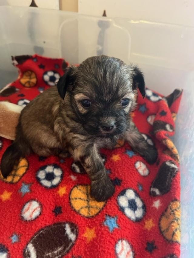 HM 2 – Shihpoo puppy for sale in Rocky Ford, CO