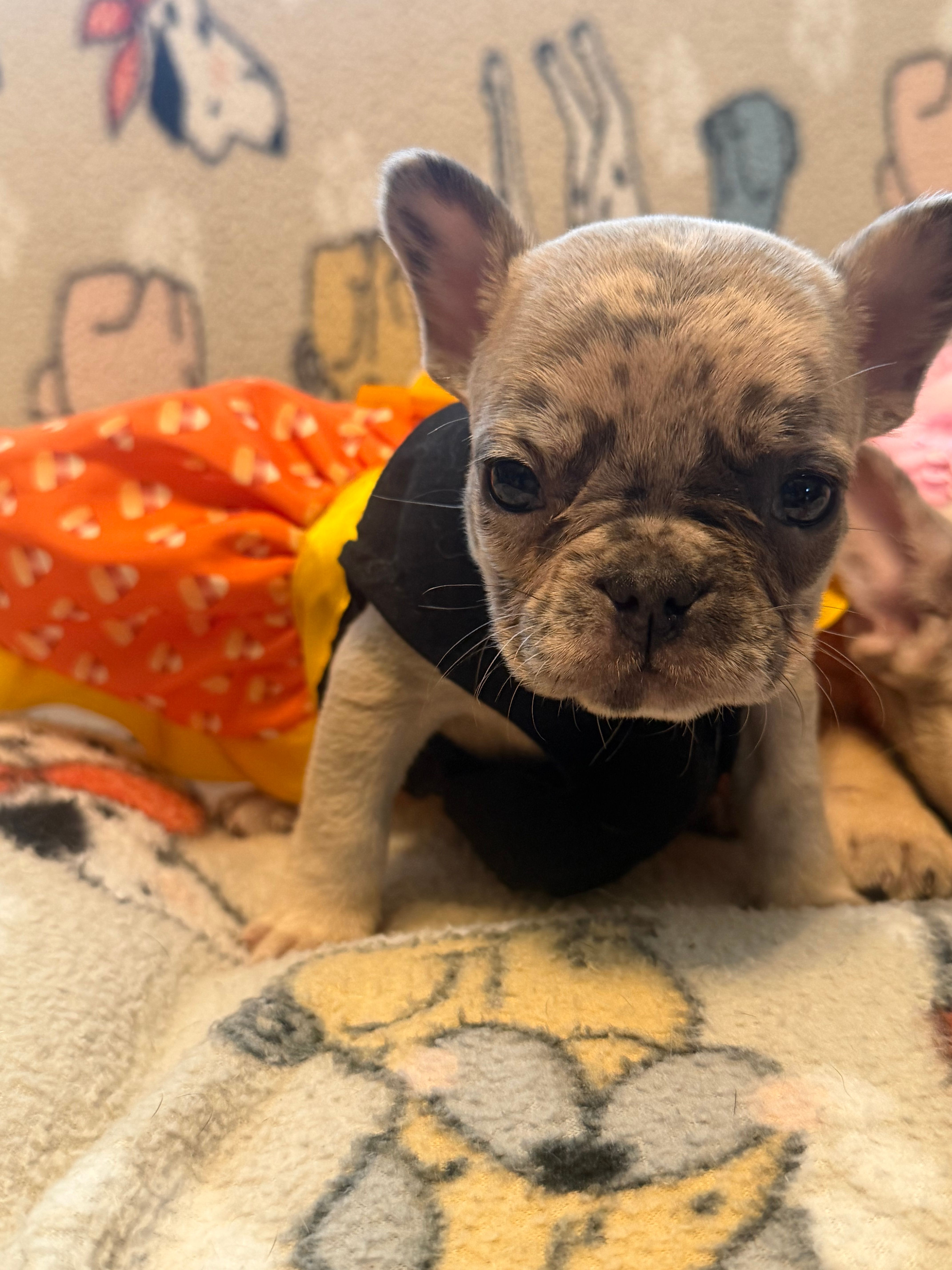 Lily – French Bulldog puppy for sale in Beech Bluff, TN