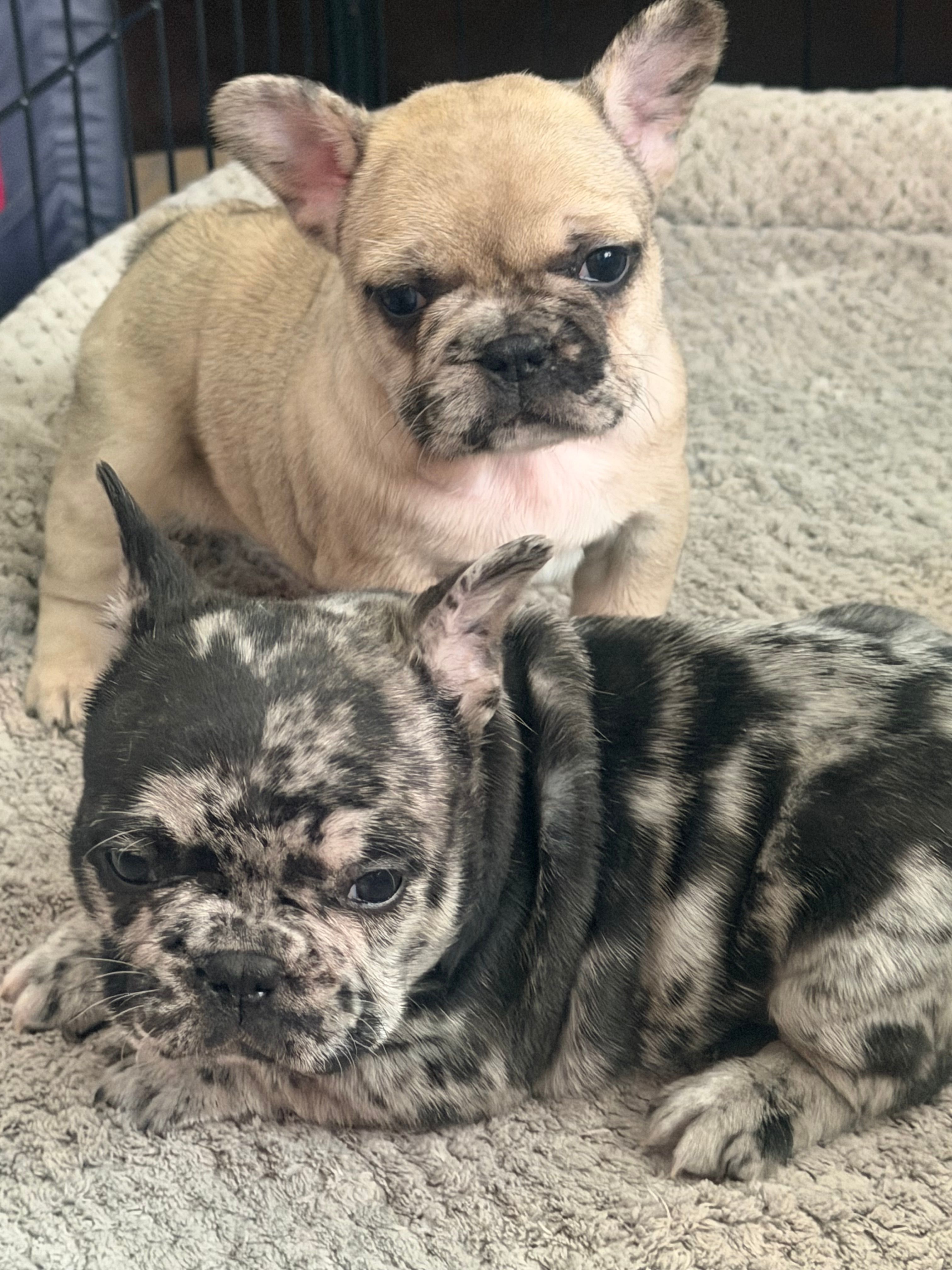 Lola  – French Bulldog puppy for sale in Beech Bluff, TN