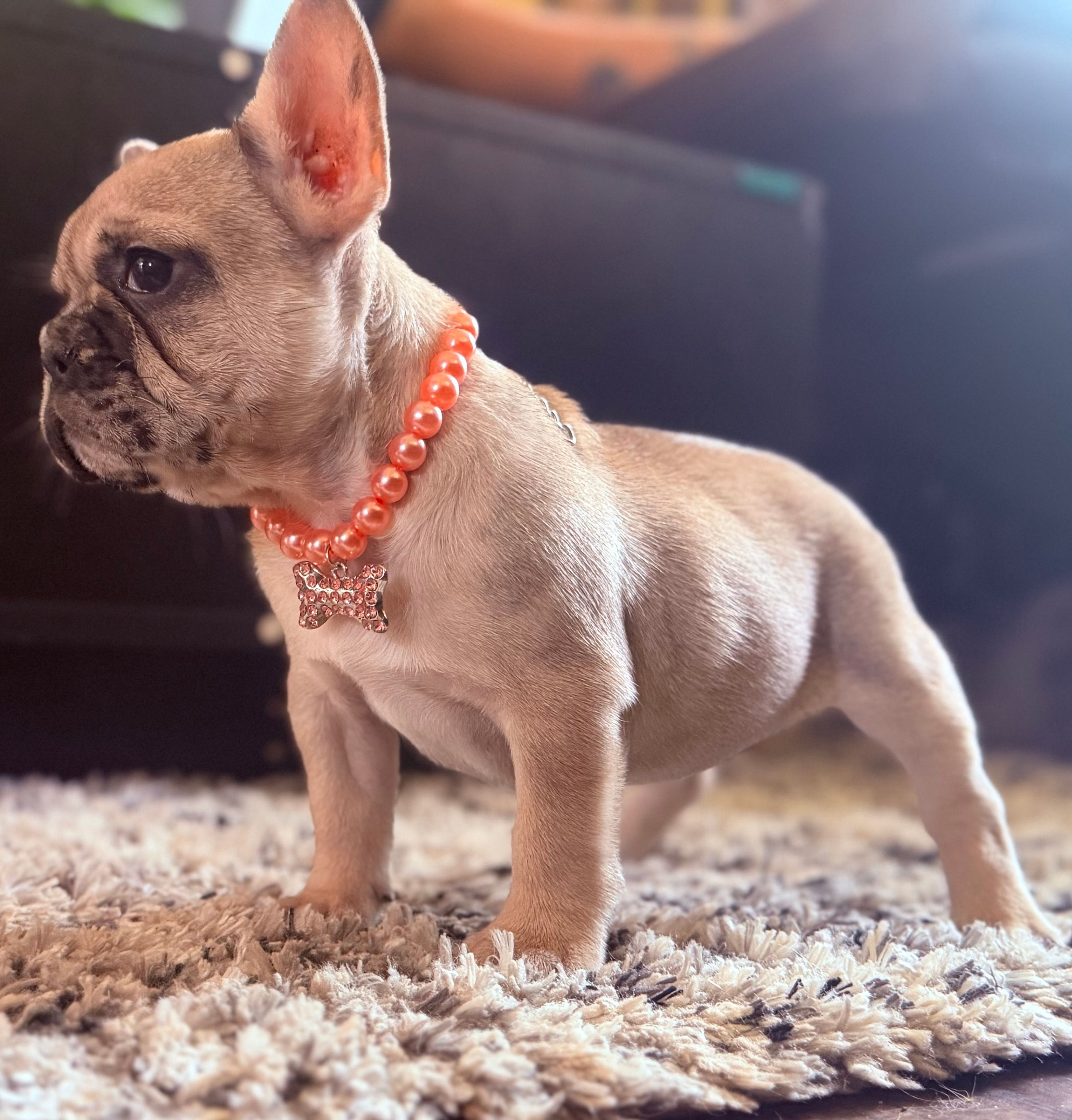 Lola  – French Bulldog puppy for sale in Beech Bluff, TN