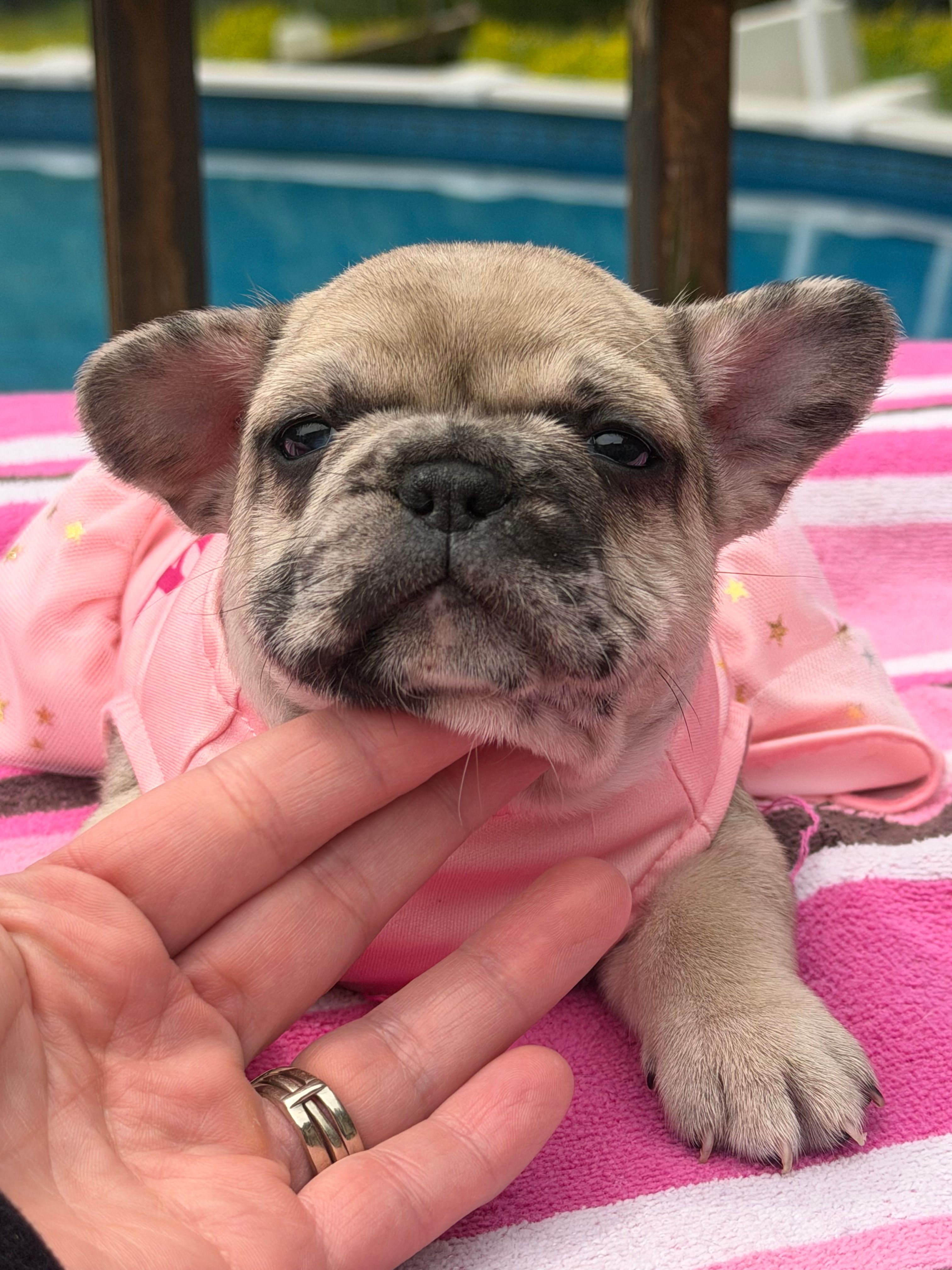 Lola  – French Bulldog puppy for sale in Beech Bluff, TN