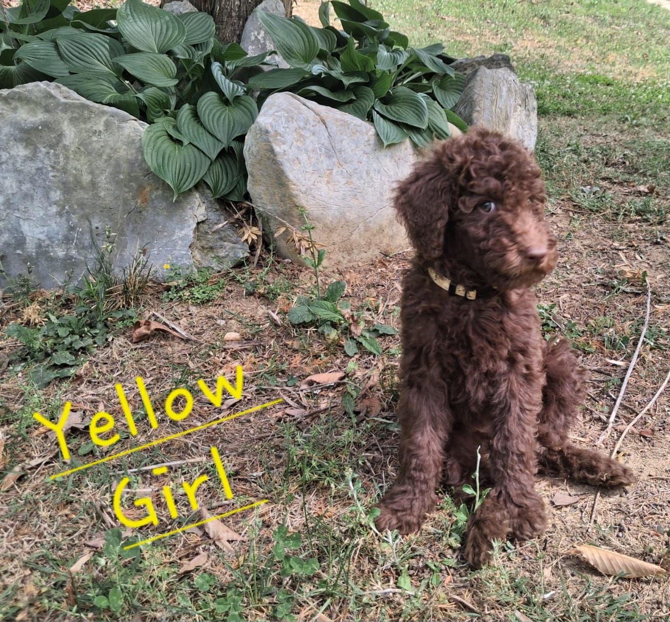 Yellow – Labradoodle puppy on hold in Tellico Plains, TN