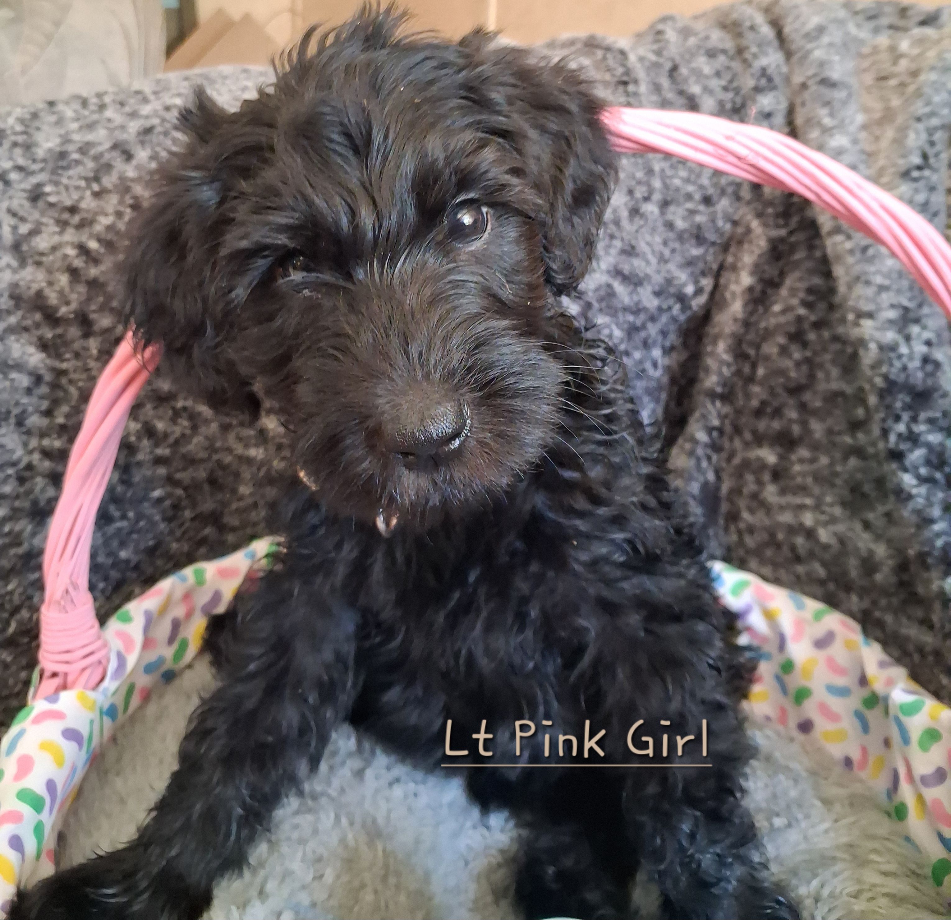 Lt Pink – Labradoodle puppy for sale in Tellico Plains, TN