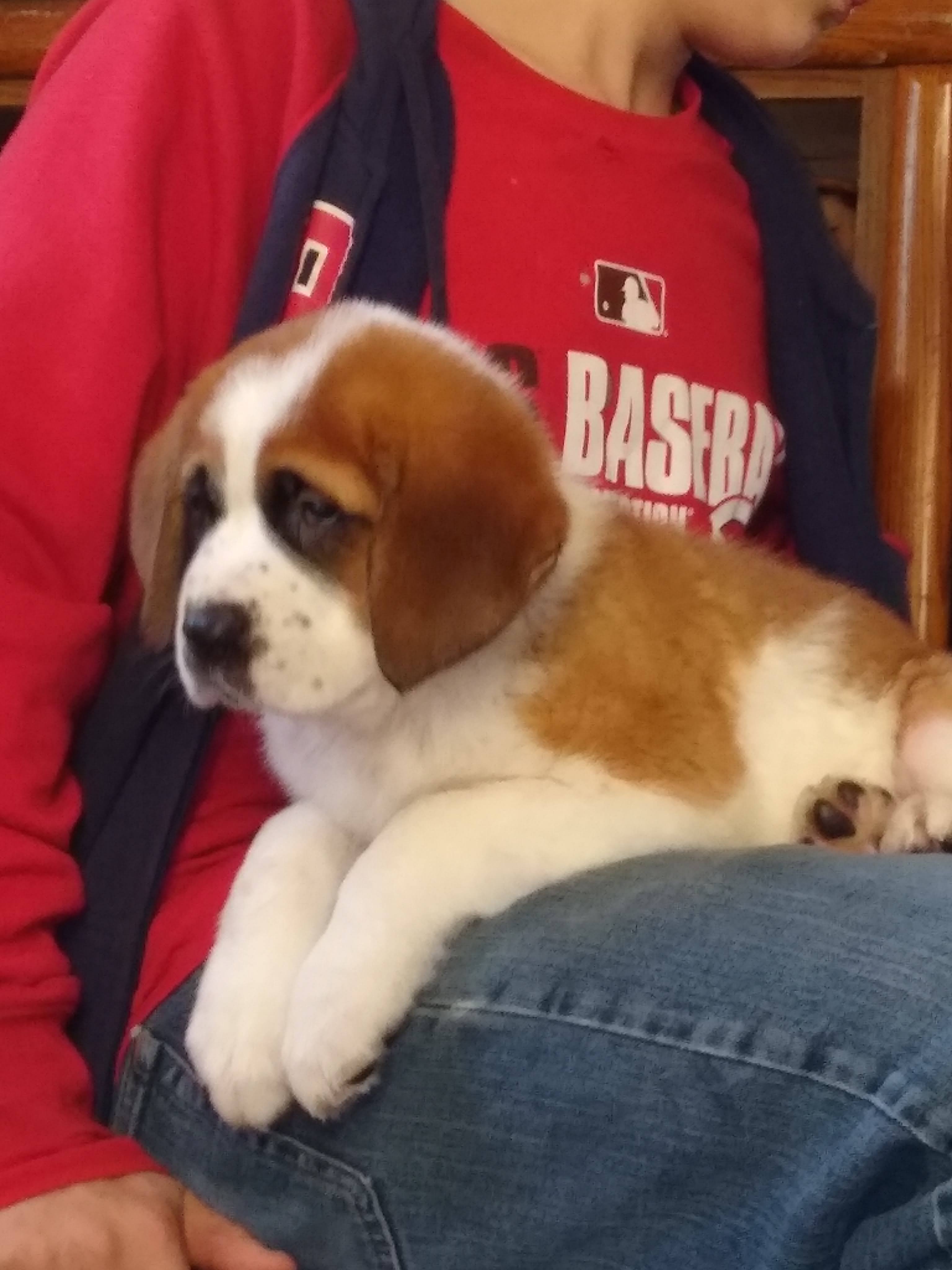 Male saint – Saint Bernard puppy for sale in Batavia, OH