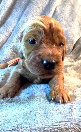 ORANGE COLLAR GIRL – Irish Setter puppy for sale in Russellville, AL