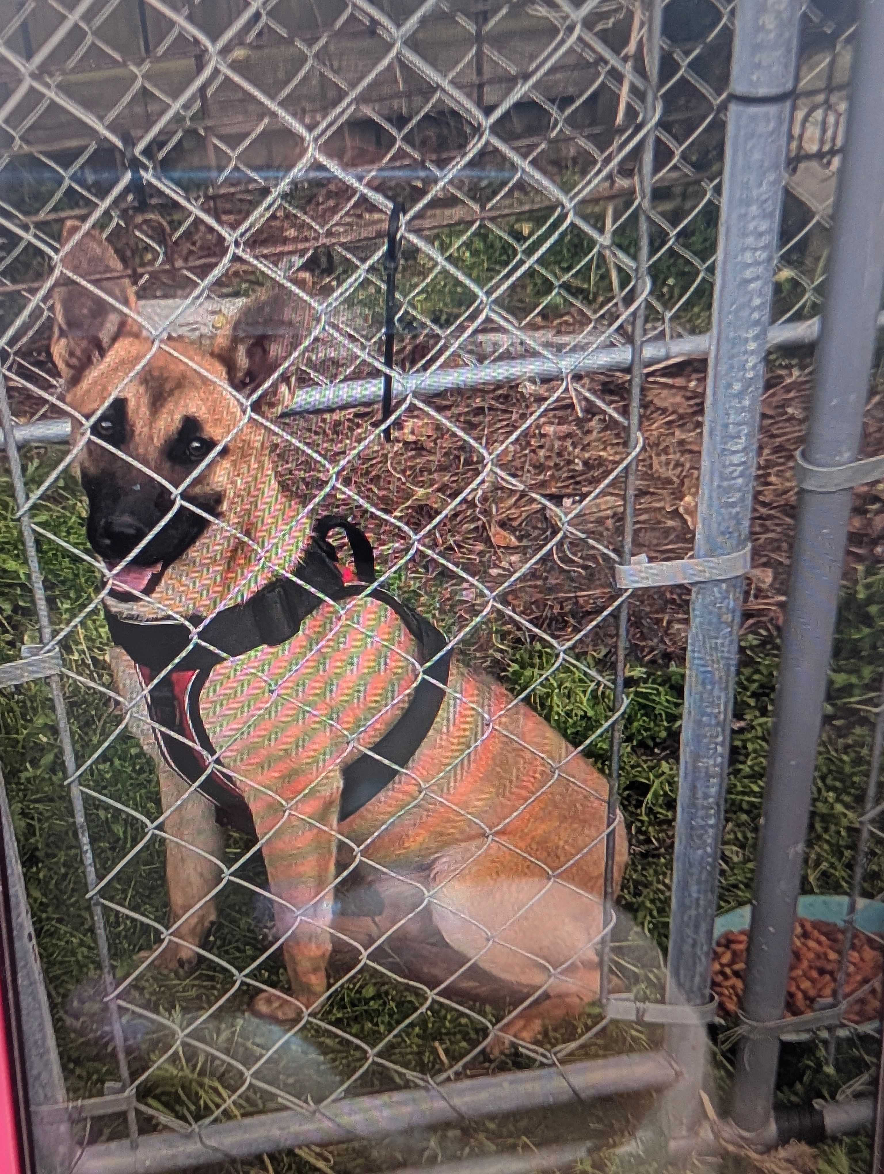 Daisy – Belgian Malinois puppy for sale in Salemburg, NC