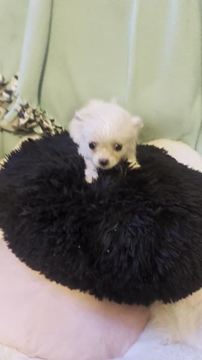 Thumbelina, a female Peekapoo and Pomeranian for sale in Salemburg, NC – 2 of 8