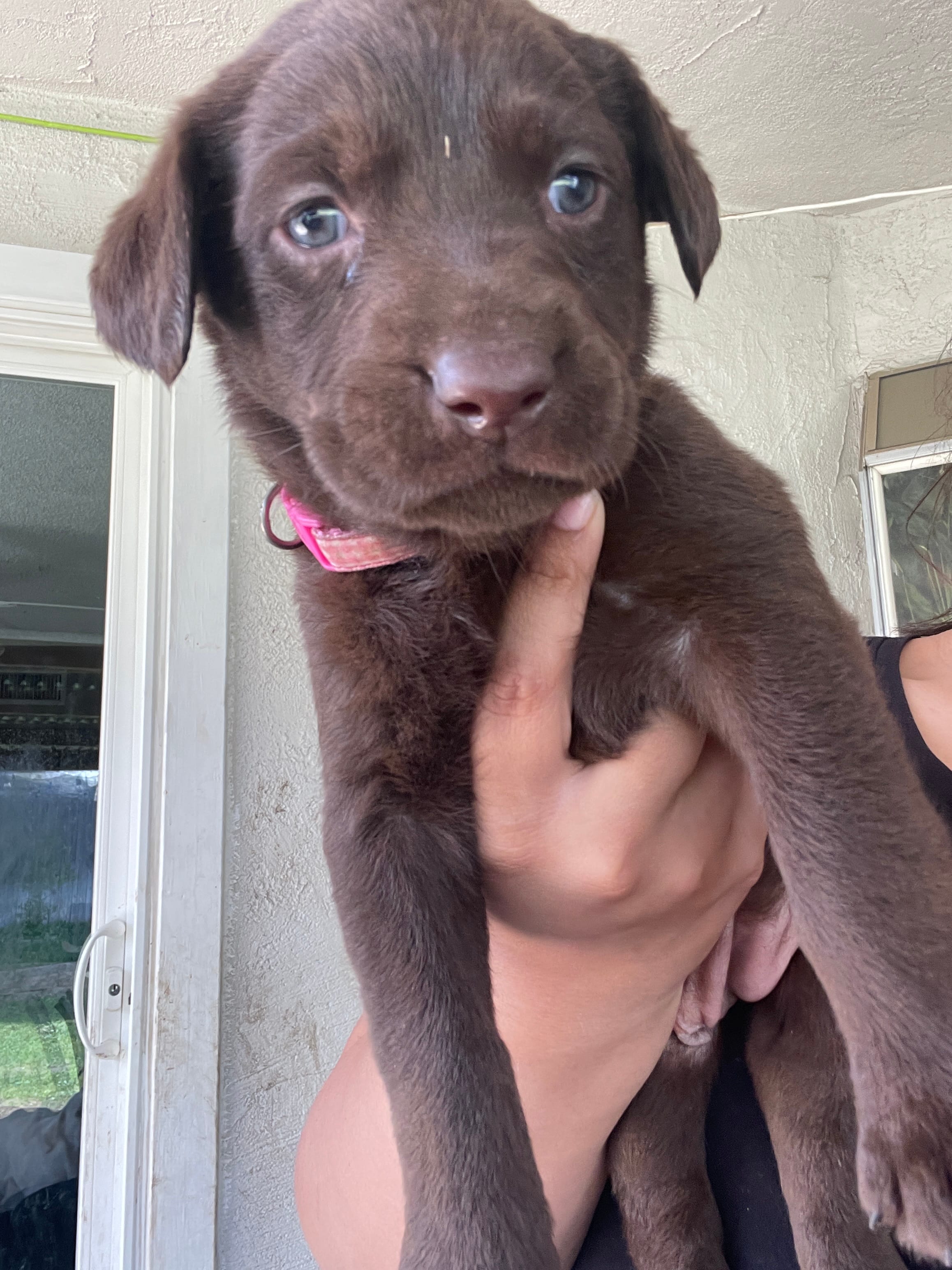 Gigi  – Labrador Retriever puppy for sale in Sacramento, CA