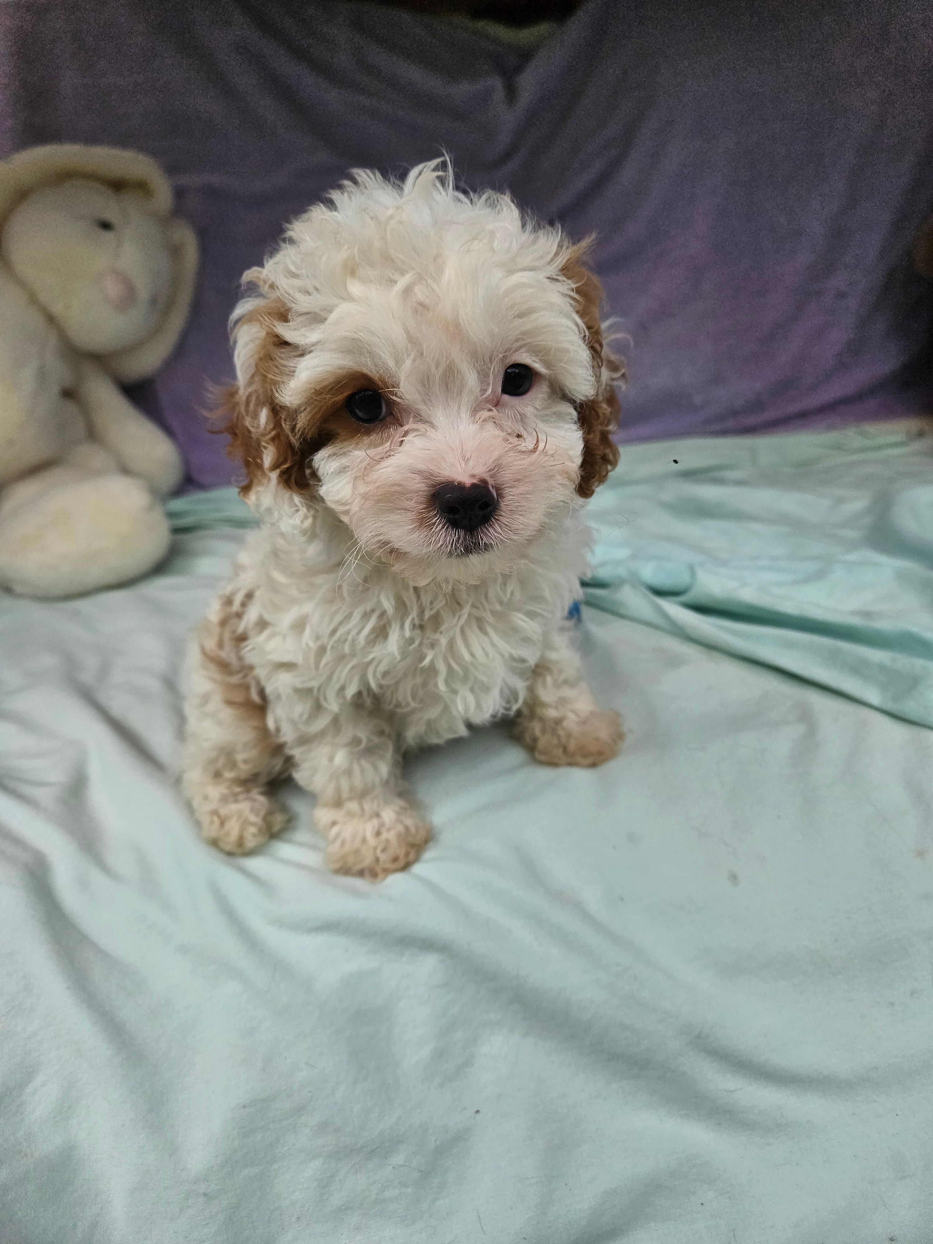 Spot – Cavapoo puppy for sale in Raleigh, NC