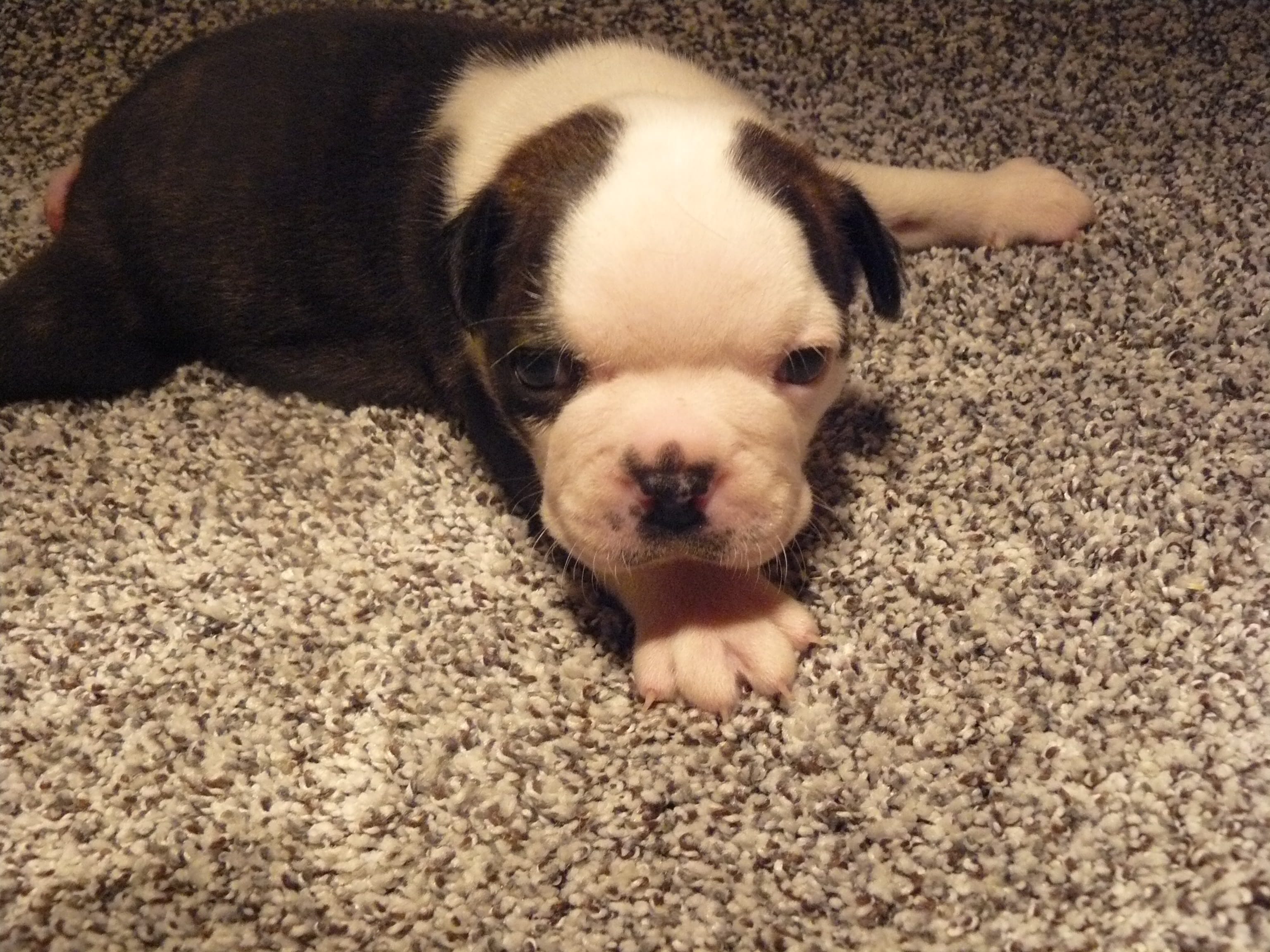 S-m-#1 – Boston Terrier puppy for sale in Parkers Prairie, MN