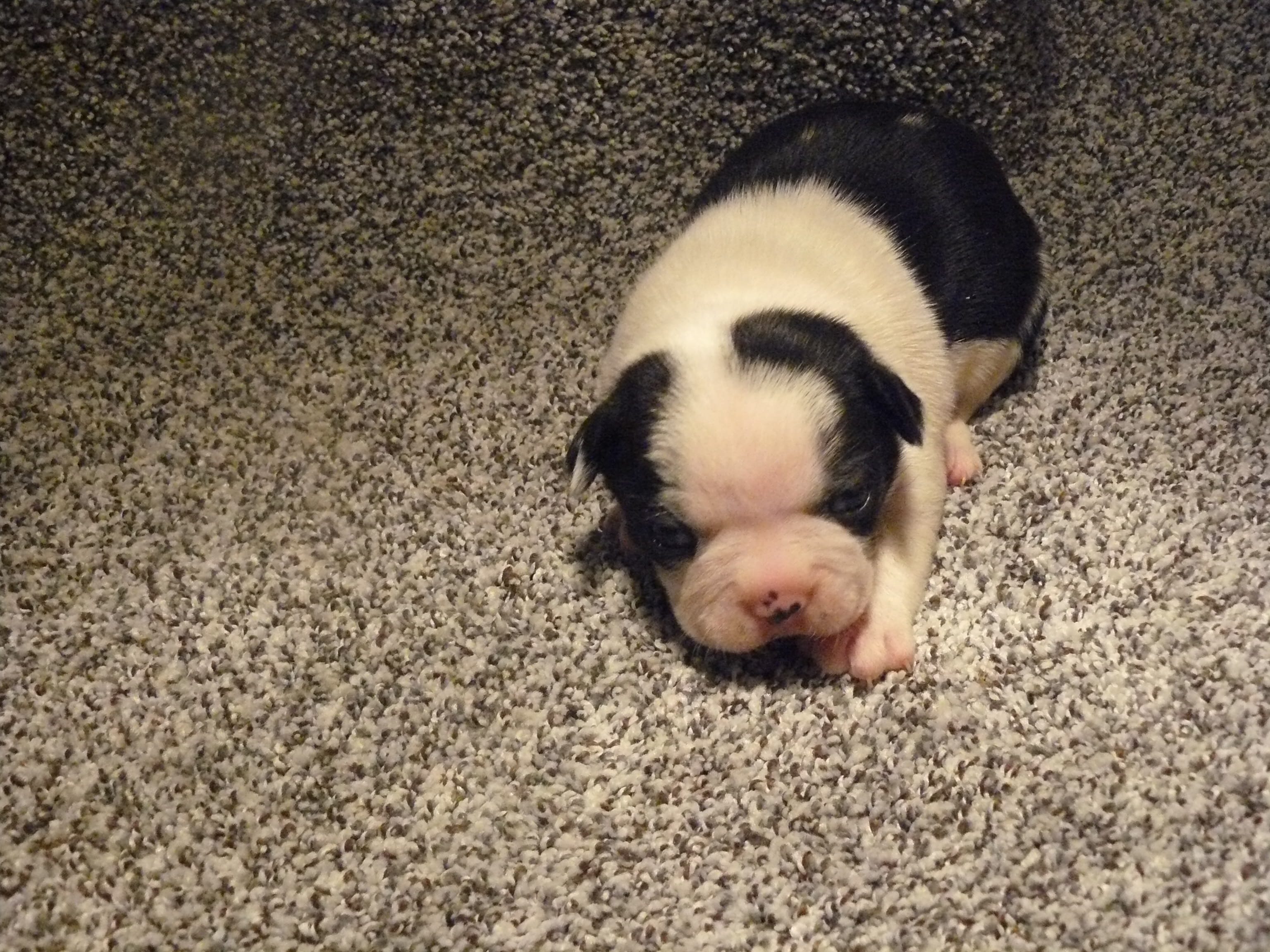 P-male #1 – Boston Terrier puppy for sale in Parkers Prairie, MN