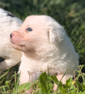 Felix – Great Pyrenees puppy for sale in Moncks Corner, SC