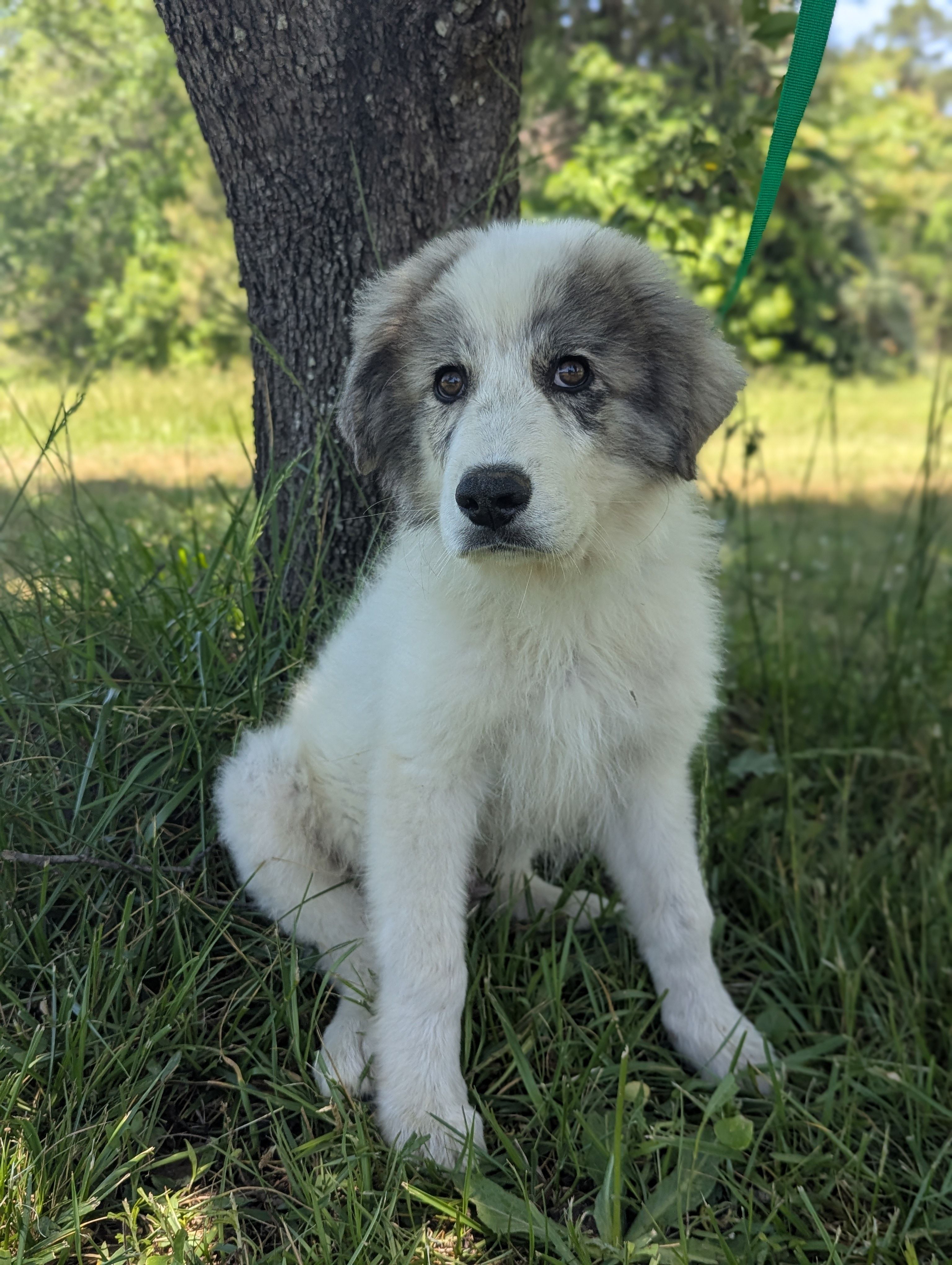 Max  – Great Pyrenees puppy for sale in Moncks Corner, SC