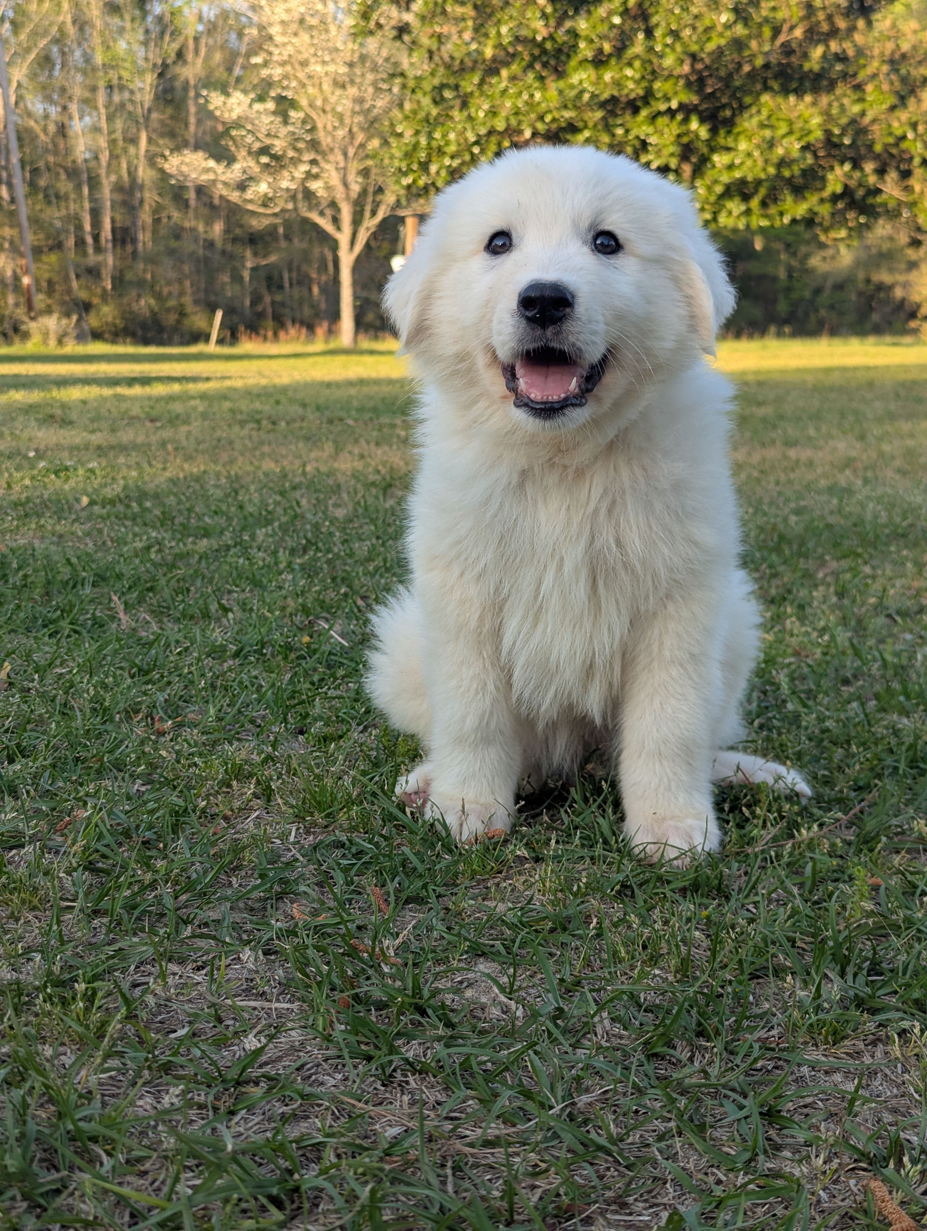 67 – Great Pyrenees puppy for sale in Moncks Corner, SC