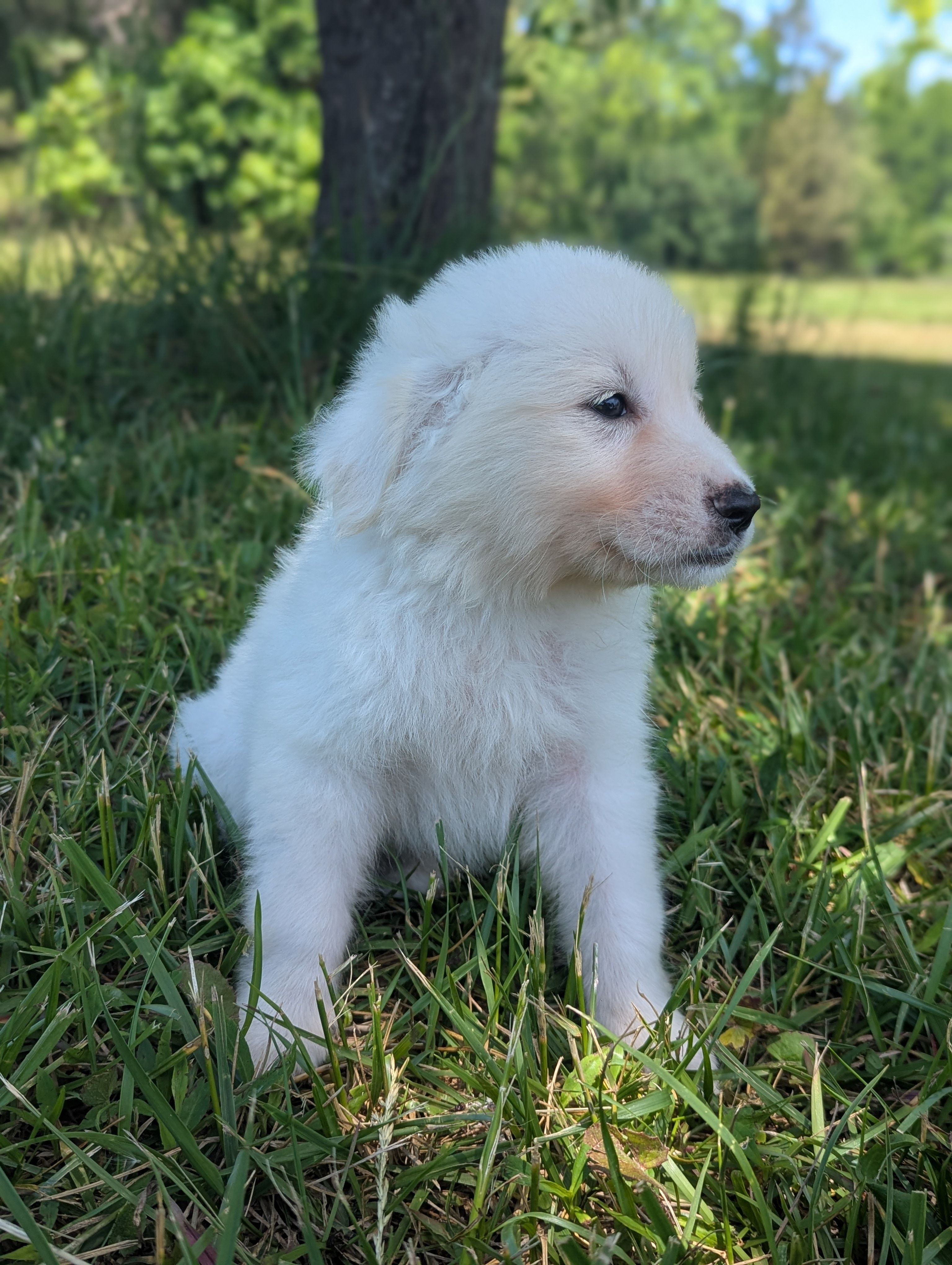 Felix – Great Pyrenees puppy for sale in Moncks Corner, SC