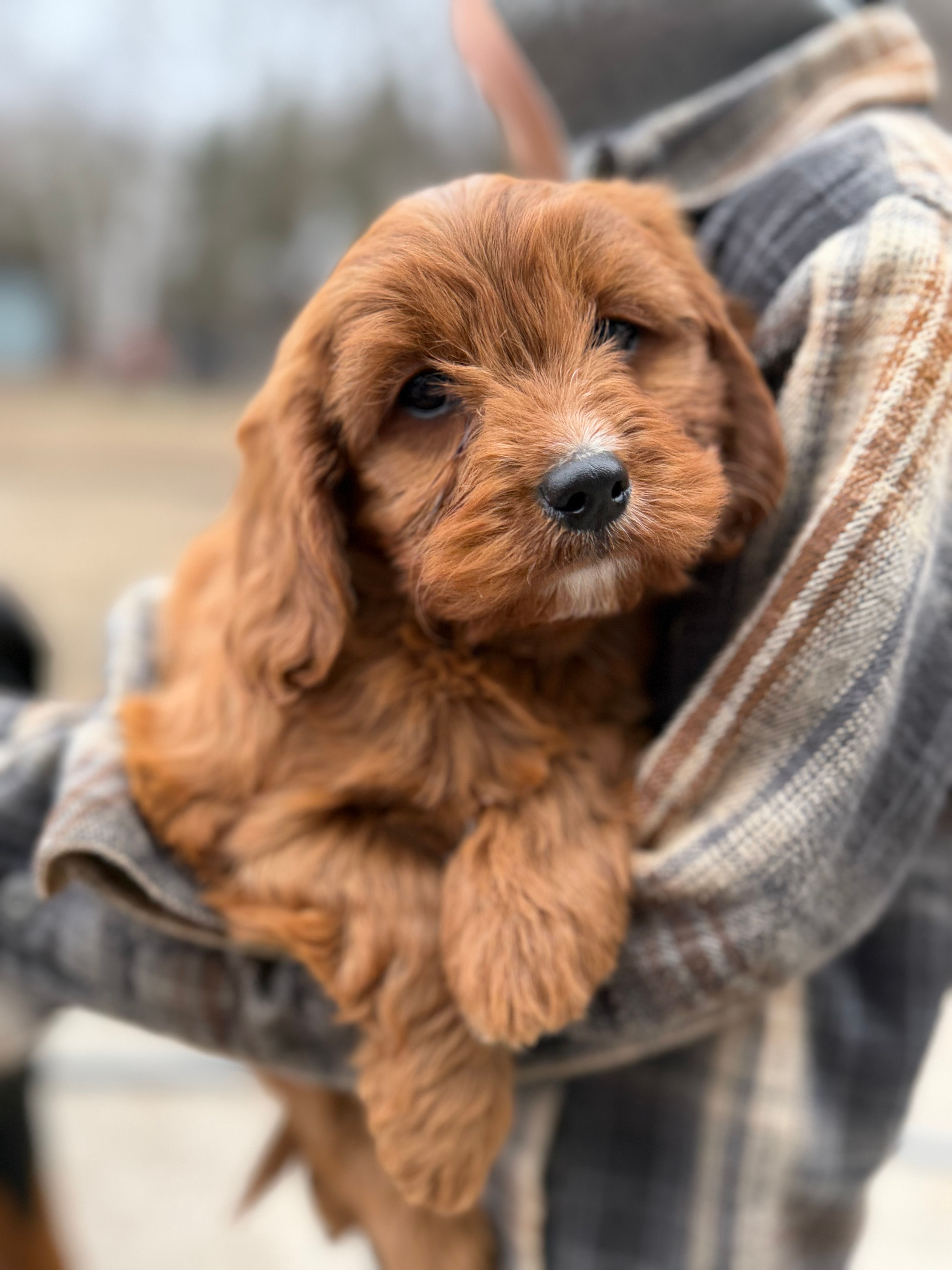 Michelle  – Cavapoo puppy for sale in Lake Lillian, MN