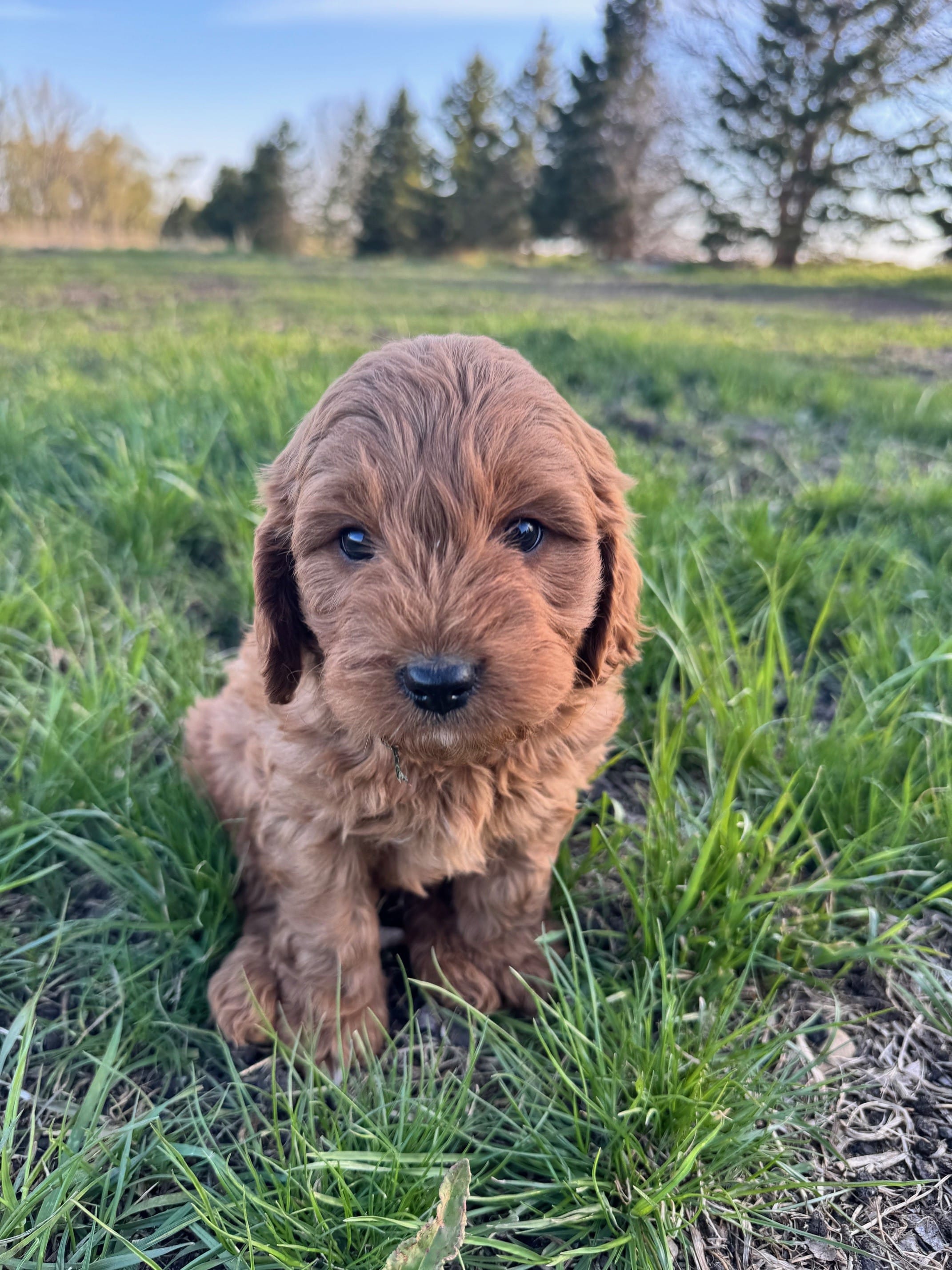 Rocky – Cavapoo puppy for sale in Lake Lillian, MN