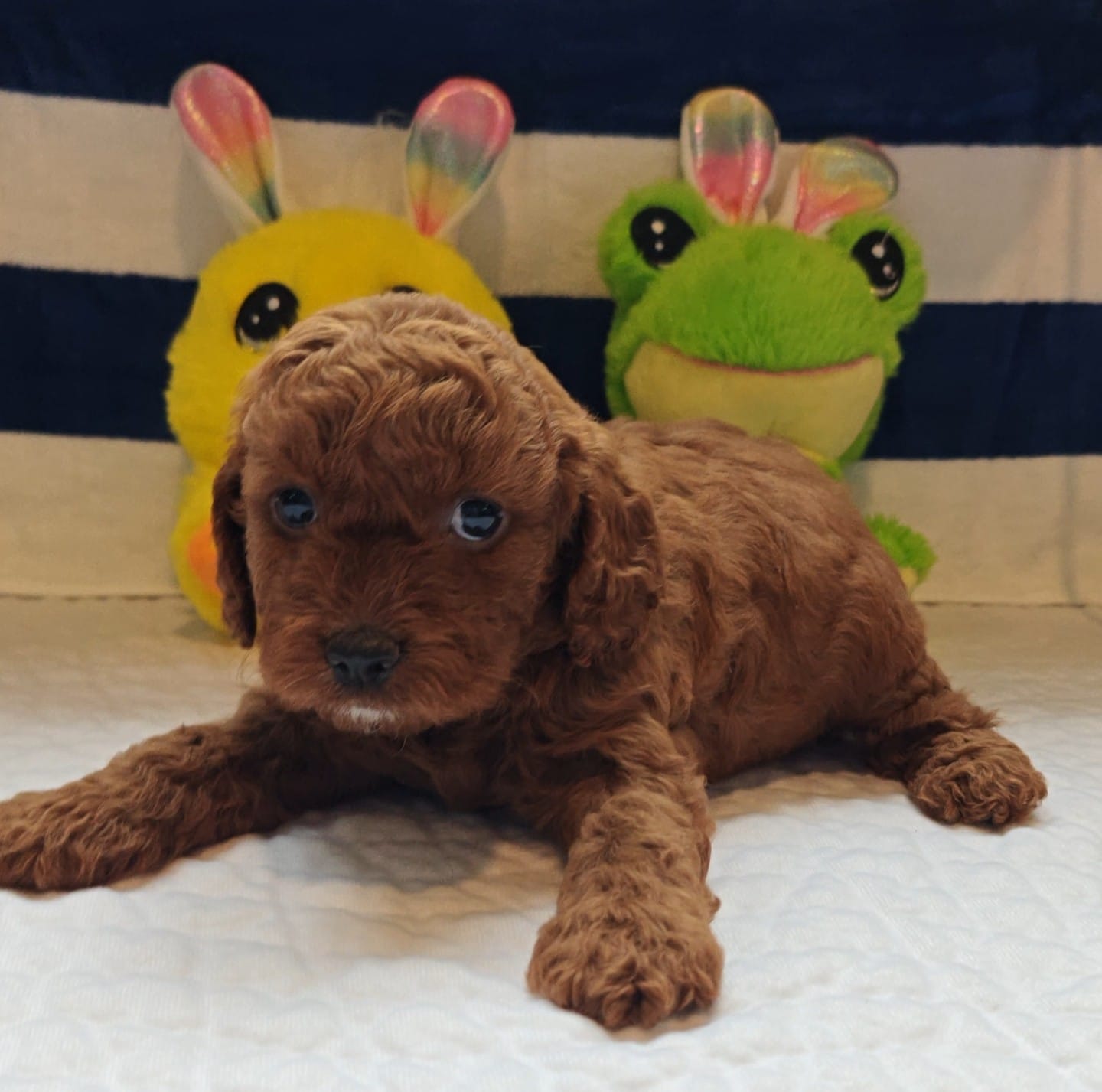 Jorie (Miniature Goldendoodle-Cavapoo) – Cavapoo, Miniature Goldendoodle puppy for sale in Dallas, TX
