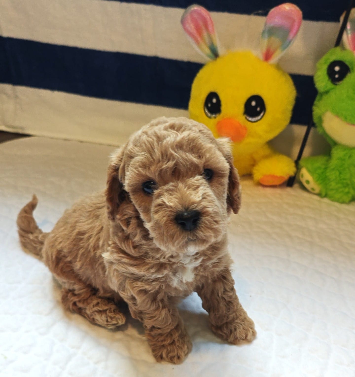 Titan (Micro/Petite Goldendoodle-Cavapoo) – Cavapoo, Miniature Goldendoodle puppy for sale in Dallas, TX